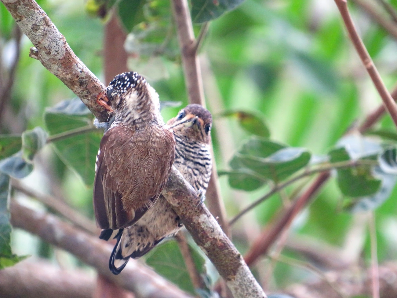 Pica-pau-anão-barrado (Picumnus cirratus), aves, fotografado em Maresias, São Sebastião