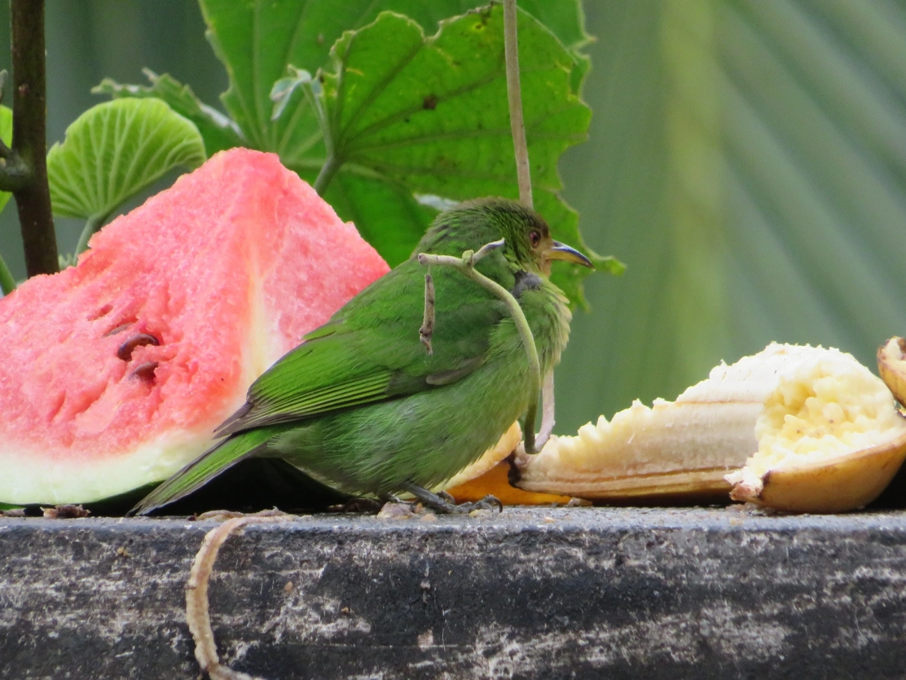 Saí-verde (Chlorophanes spiza), aves, fotografado em Maresias, São Sebastião