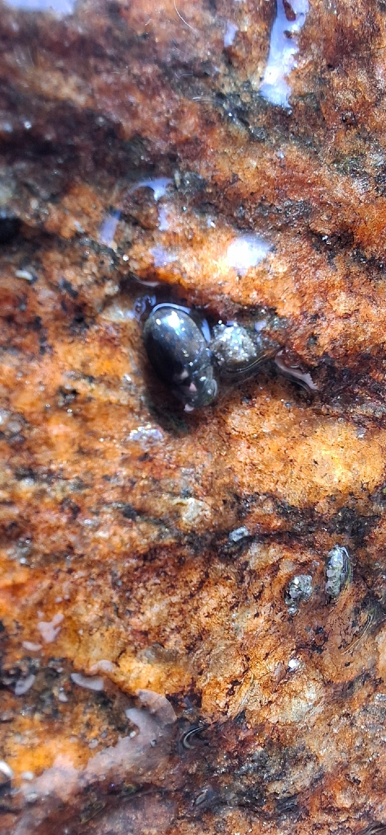 Caramujo-limneídeo-americano (Pseudosuccinea columella), moluscos, fotografado em Maresias, São Sebastião