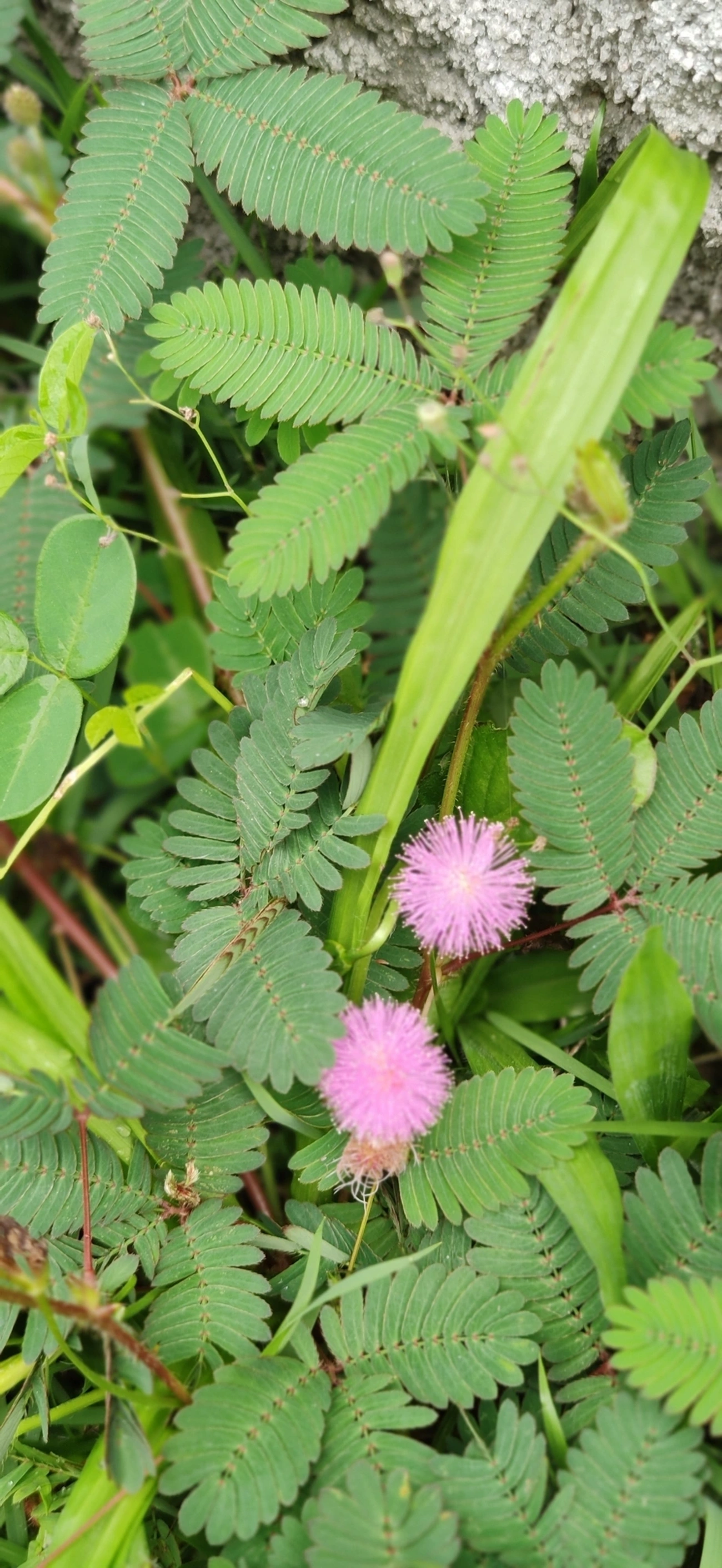Mimosa albida, plantas, fotografado em Maresias, São Sebastião