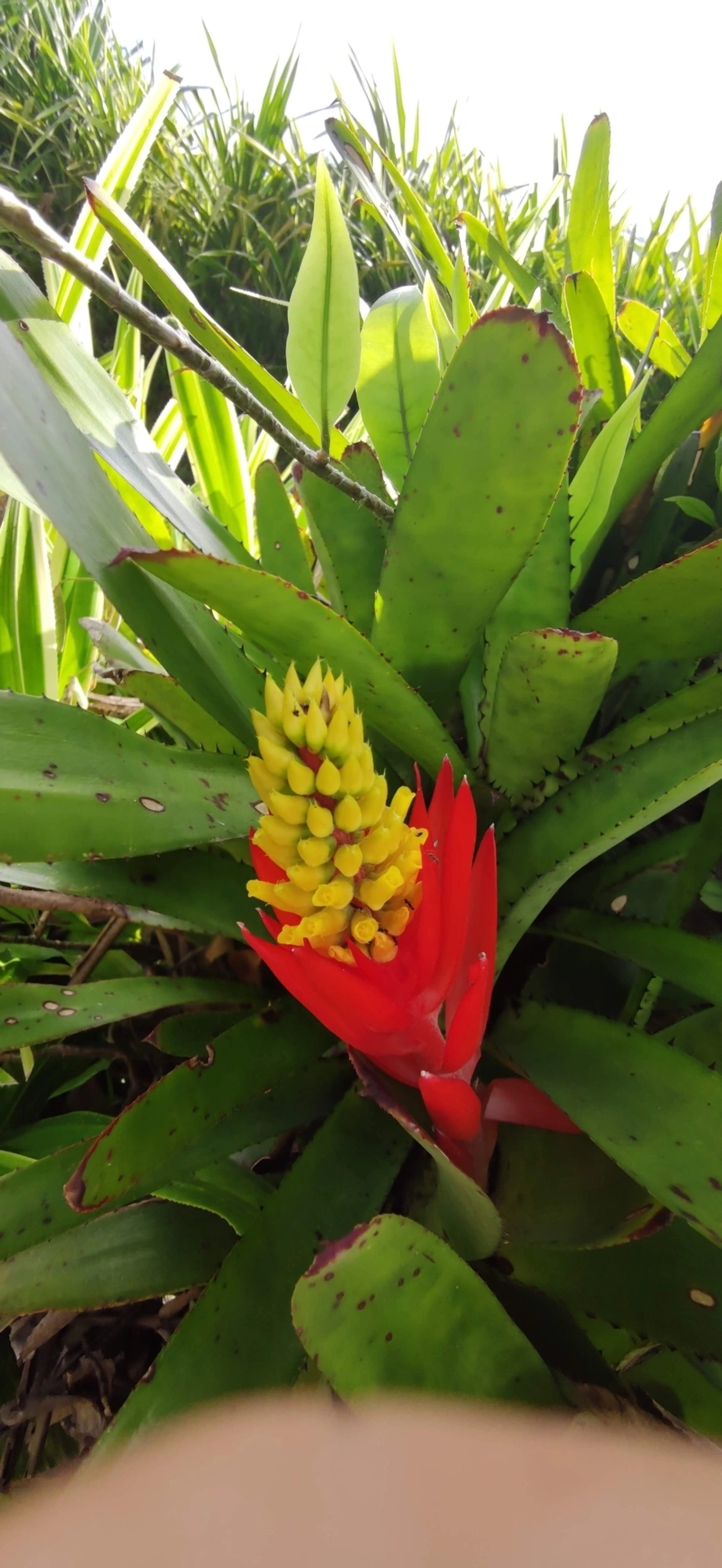 Chupa-chupa (Aechmea nudicaulis), plantas, fotografado em Maresias, São Sebastião
