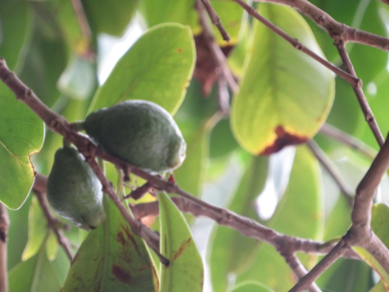 Goiabas (Psidium), plantas, fotografado em Maresias, São Sebastião