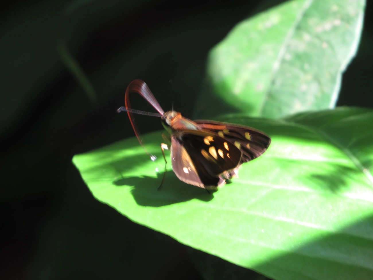 Calpodes, insetos, fotografado em Maresias, São Sebastião