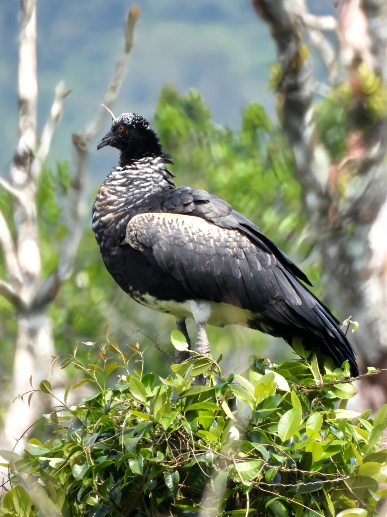 Anhuma (Anhima cornuta), aves, fotografado em Maresias, São Sebastião