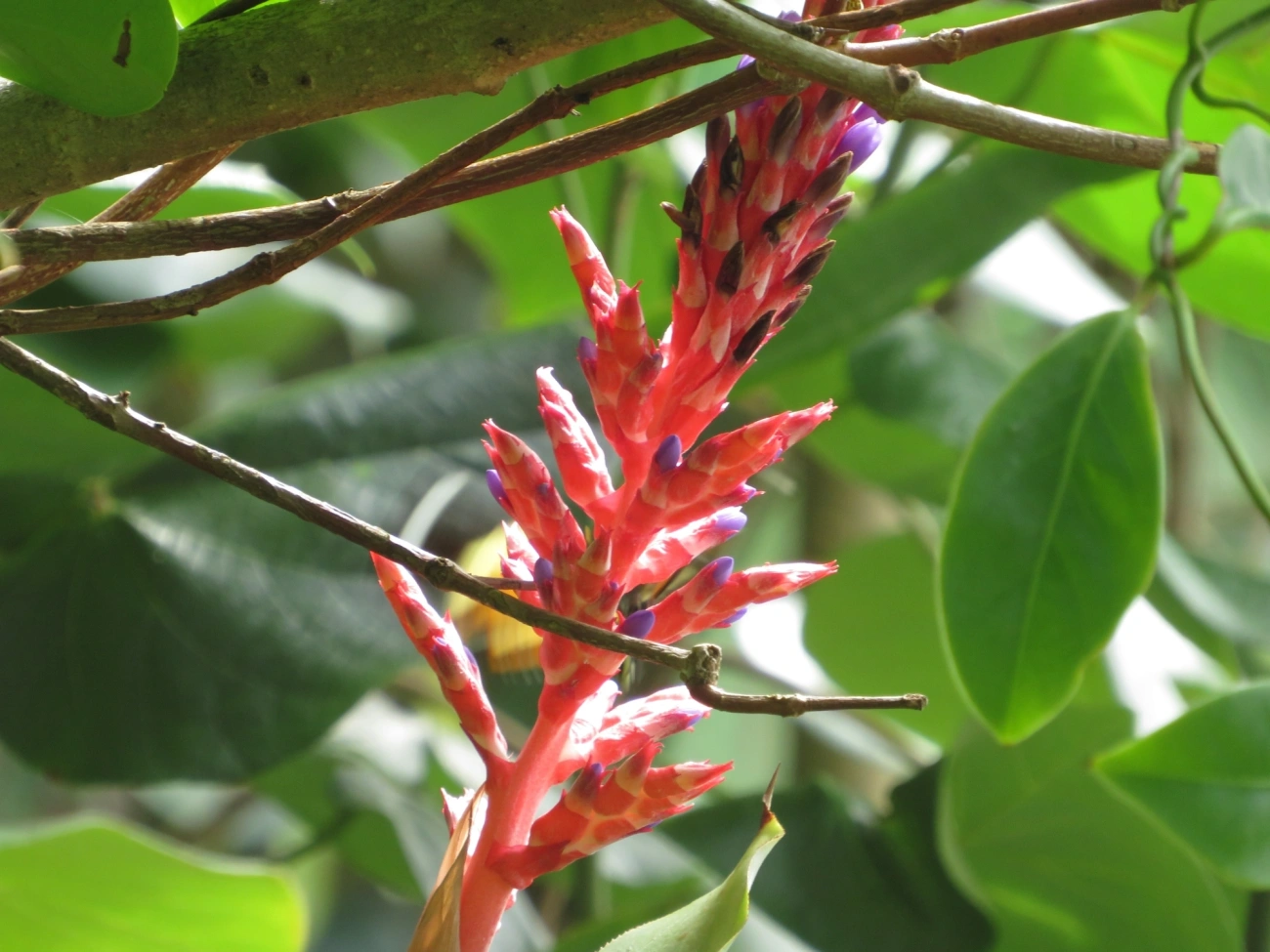 Aechmea wittmackiana, plantas, fotografado em Maresias, São Sebastião