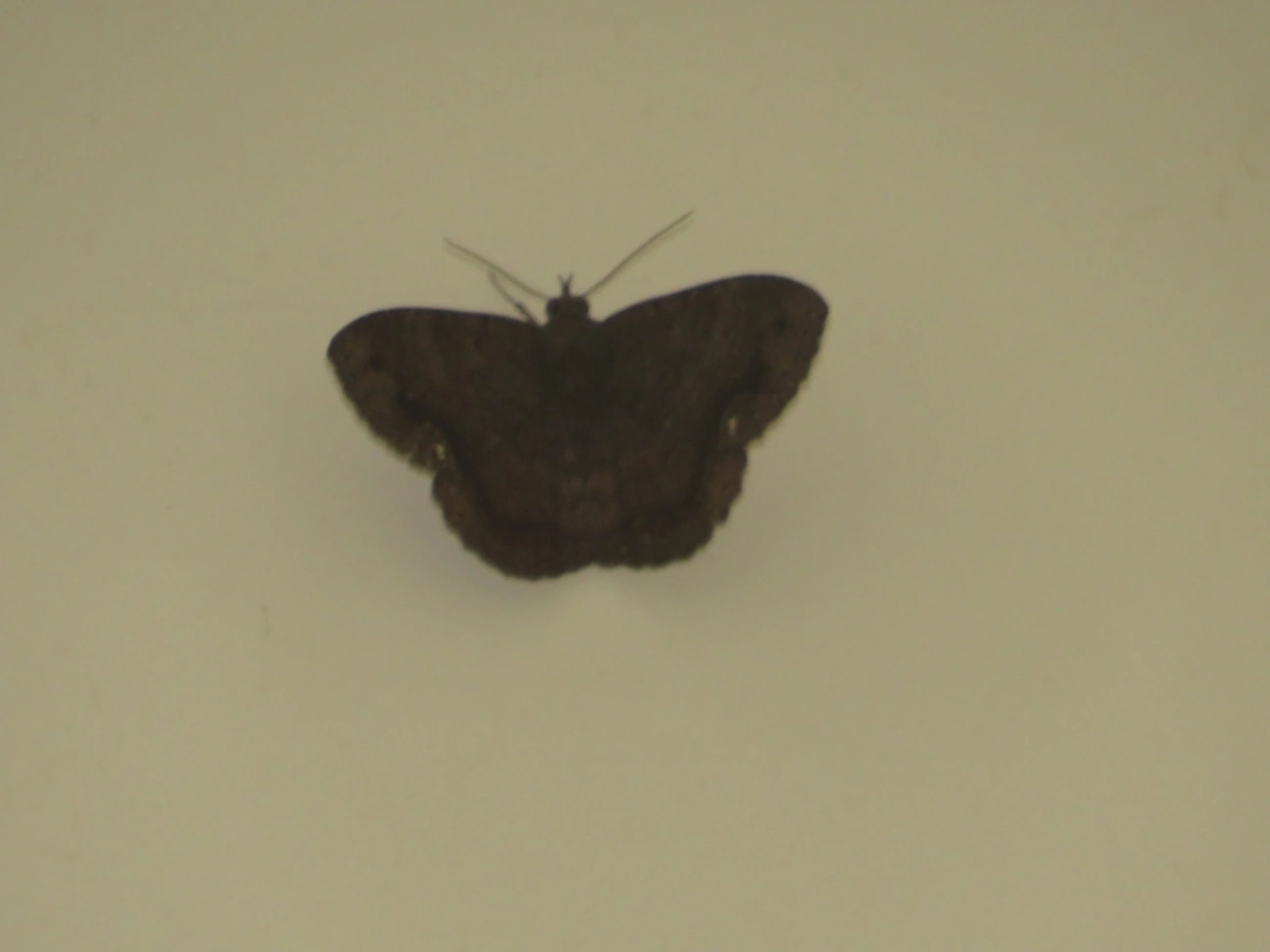Borboletas e traças (Lepidoptera), insetos, fotografado em Maresias, São Sebastião