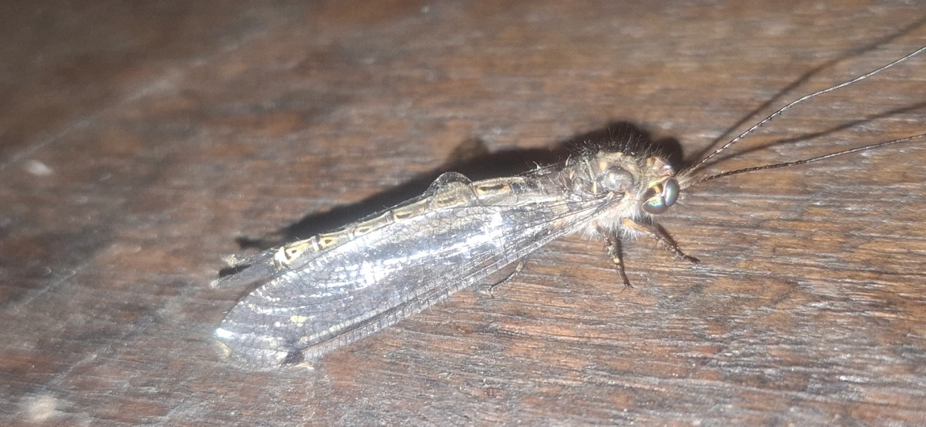Ascalorphne macrocerca, insetos, fotografado em Queluz