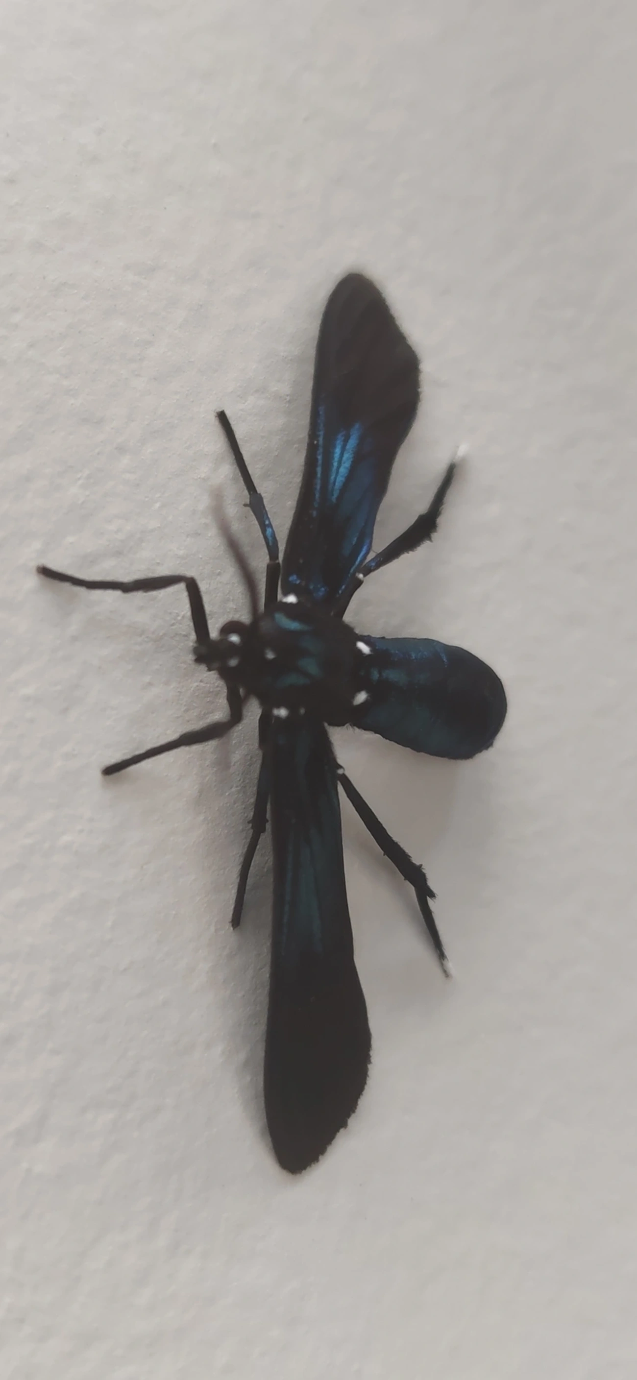 Macrocneme, insetos, fotografado em Maresias, São Sebastião