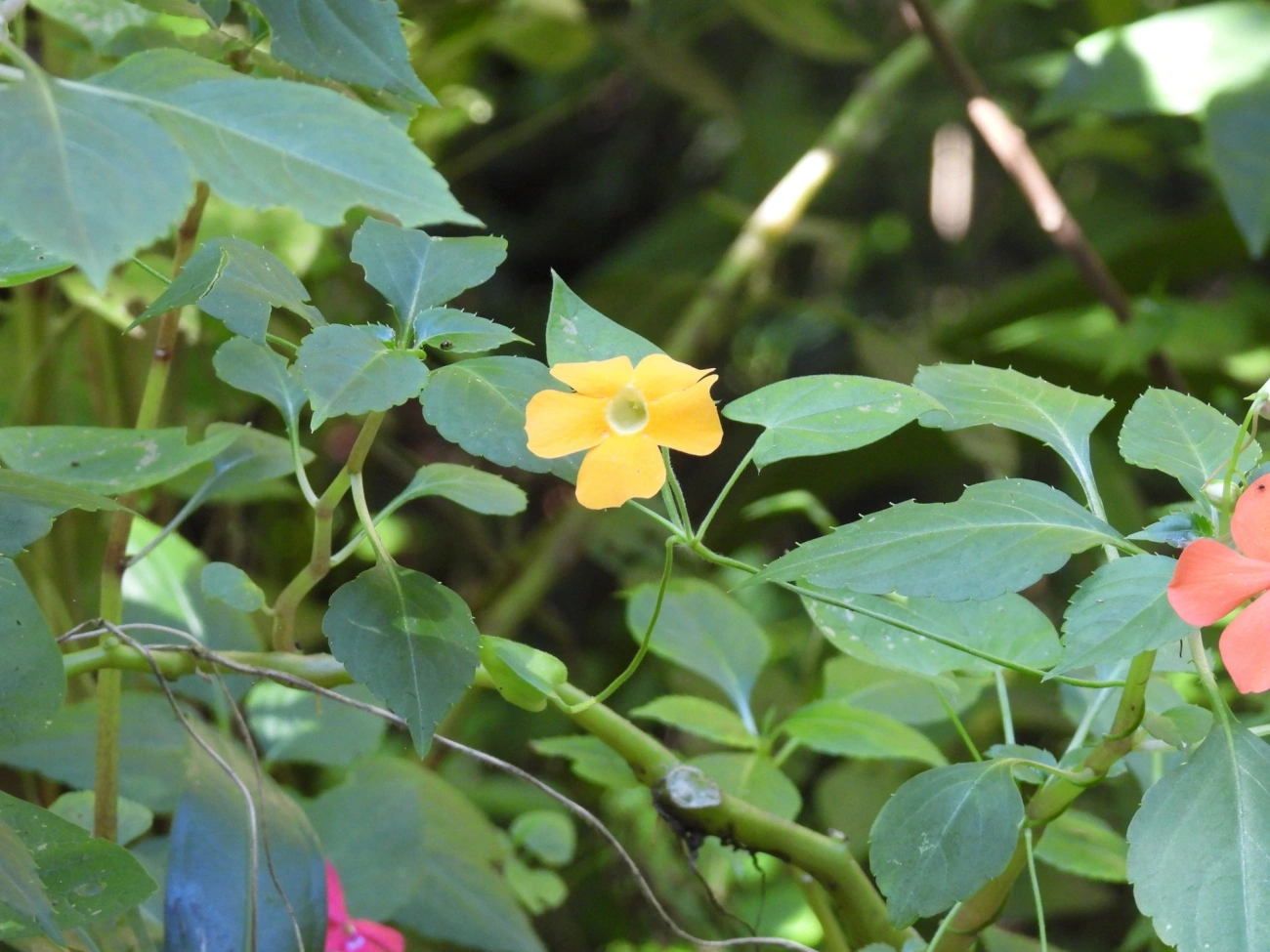 Suzana-de-olhos-negros (Thunbergia alata), plantas, fotografado em Armação, Ilhabela
