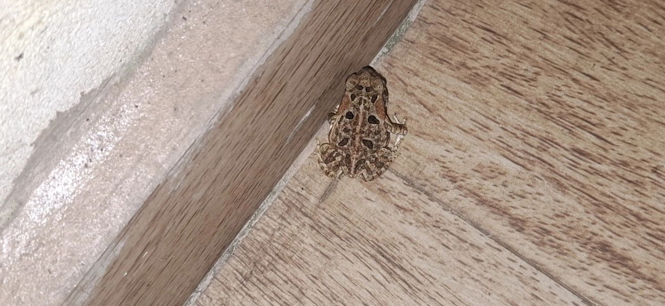 Rhinella, anfíbios, fotografado em Cabreúva