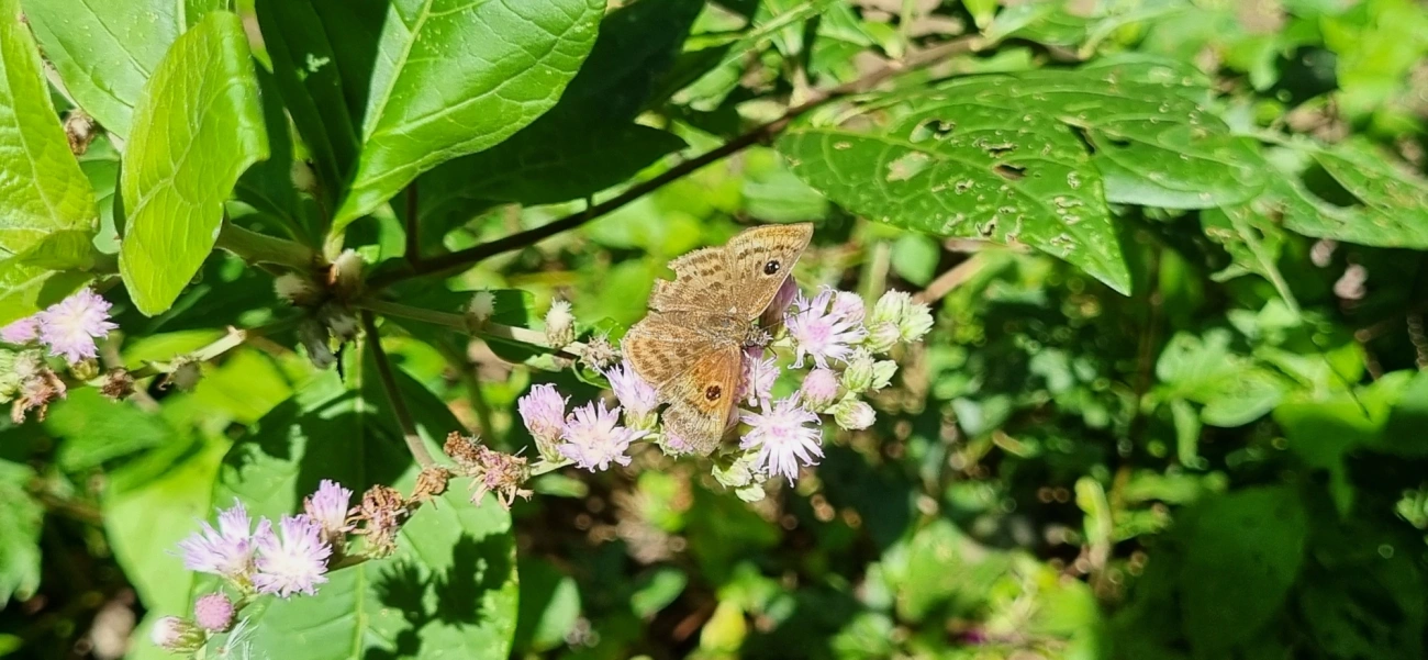 Cyclosemia, insetos, fotografado em Paúba, São Sebastião