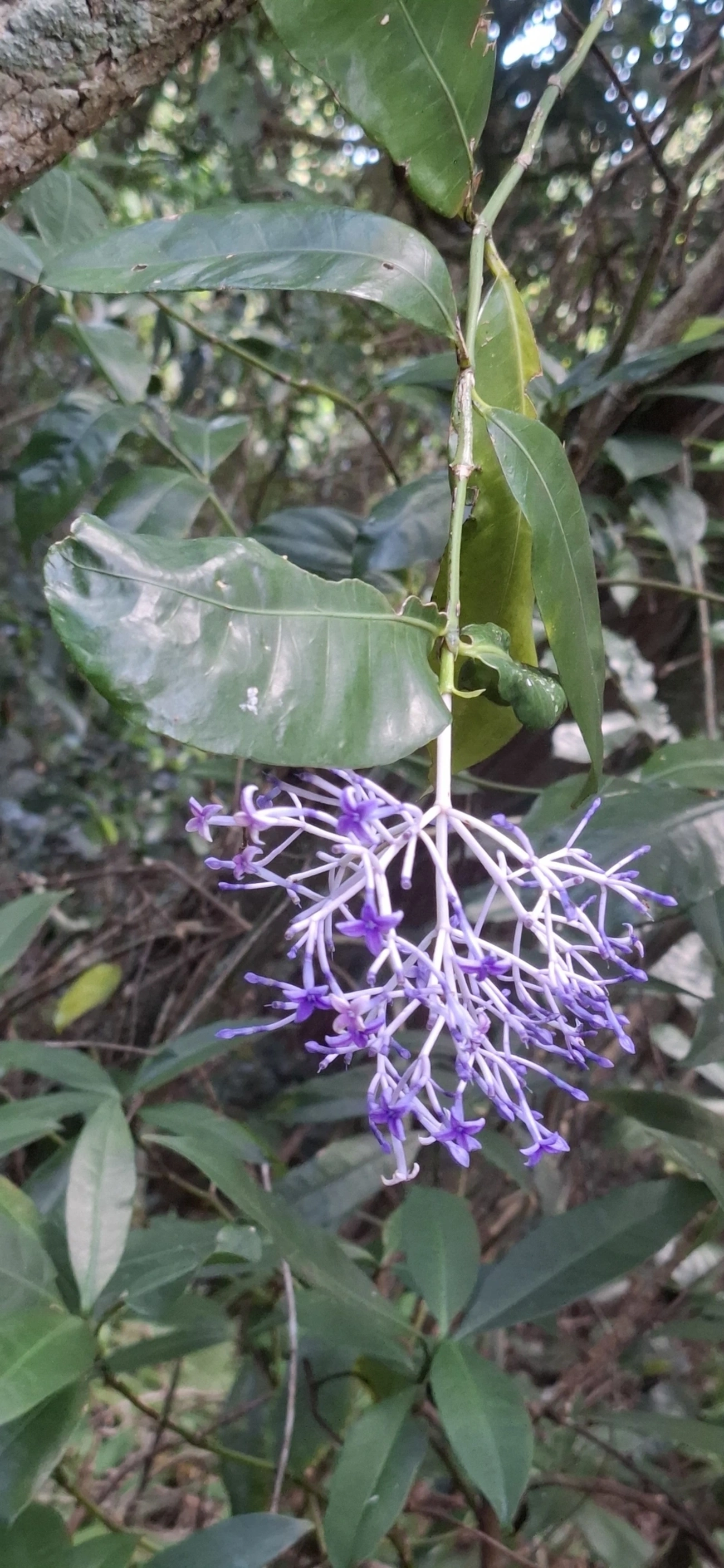 Faramea, plantas, fotografado em Enxovas, Ilhabela