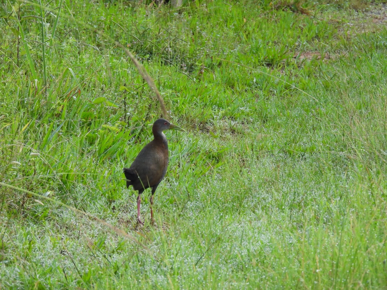 Saracura-do-mato (Aramides saracura), aves, fotografado em Queluz