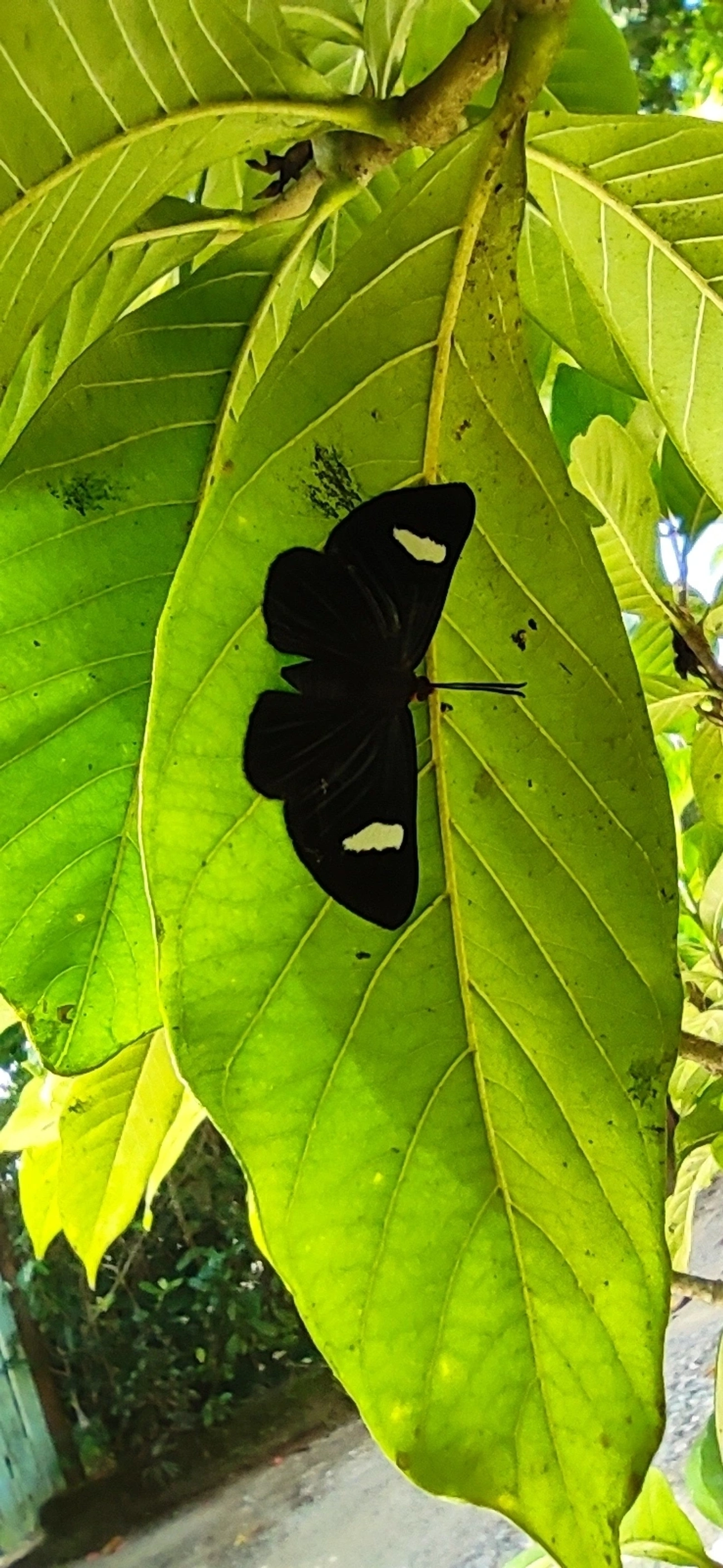 Pheles atricolor, insetos, fotografado em Maresias, São Sebastião