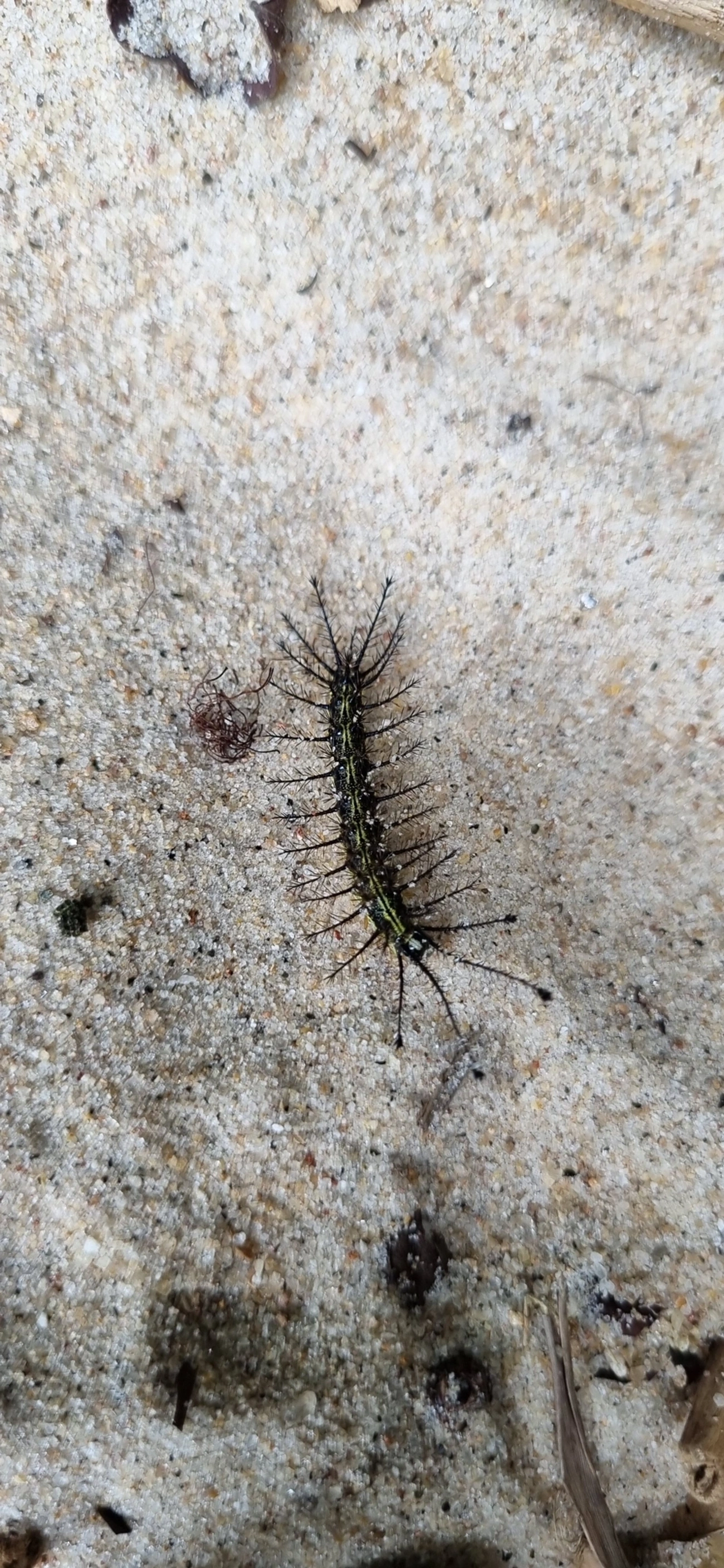 Hylesia, insetos, fotografado em Maresias, São Sebastião