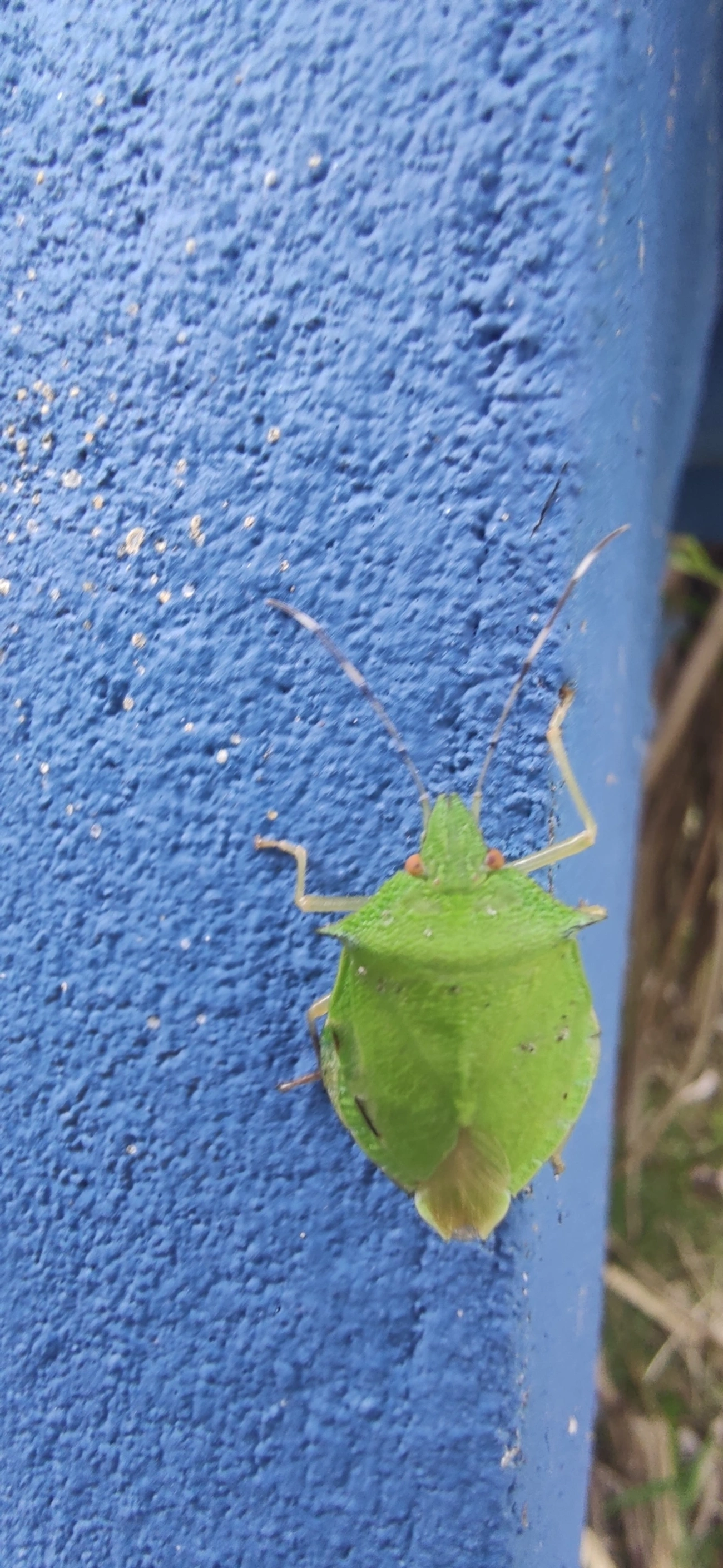 Chlorocoris, insetos, fotografado em Maresias, São Sebastião