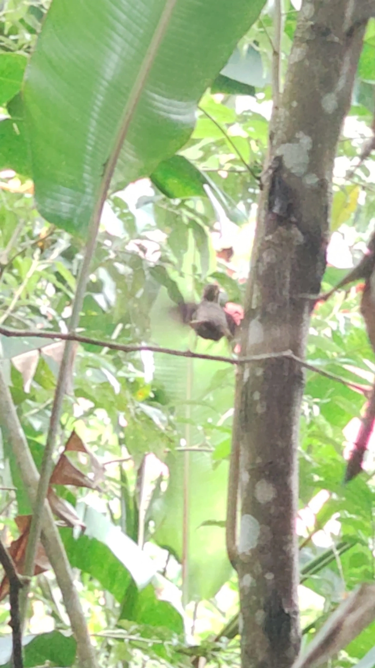 Beija-flor-do-mato (Ramphodon naevius), aves, fotografado em São Paulo