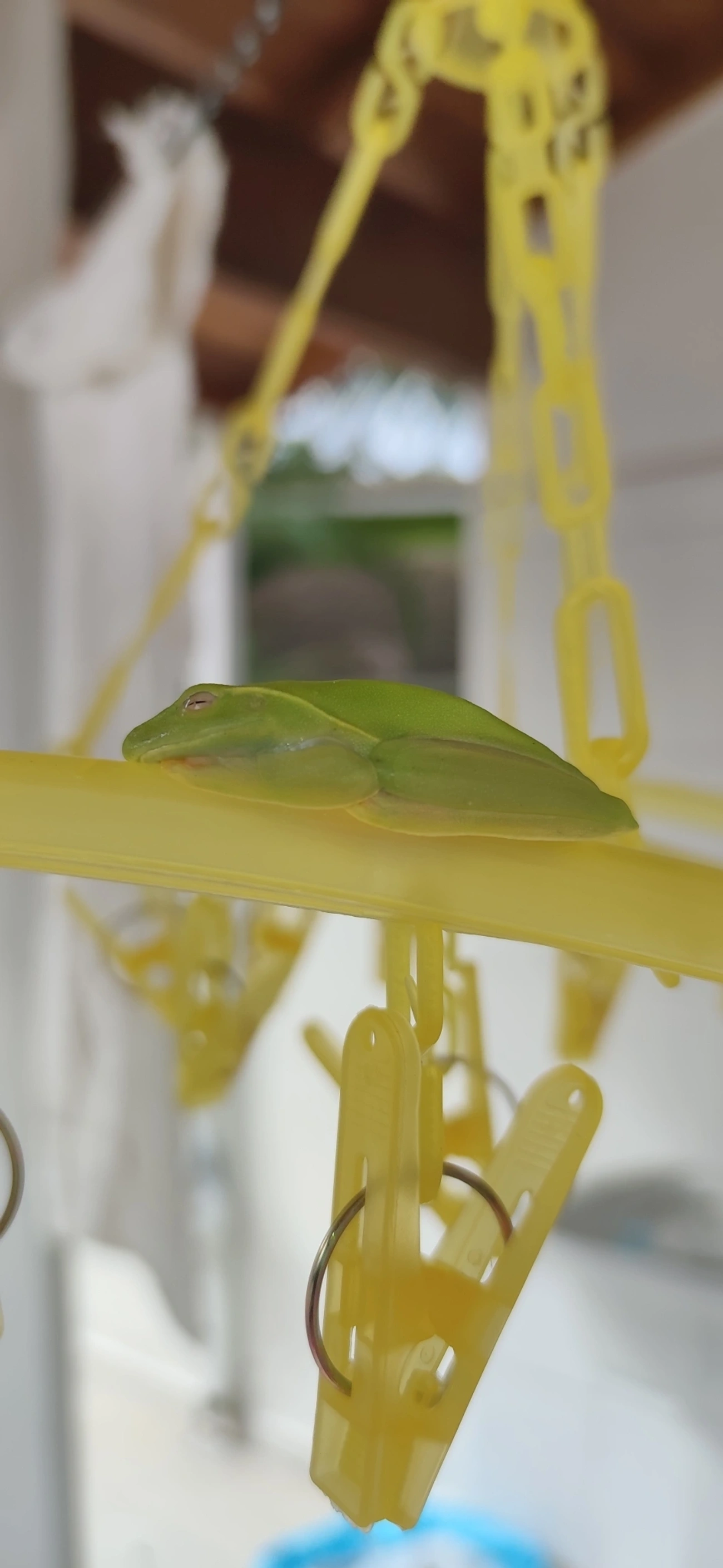Perereca-araponga (Boana albomarginata), anfíbios, fotografado em Maresias, São Sebastião