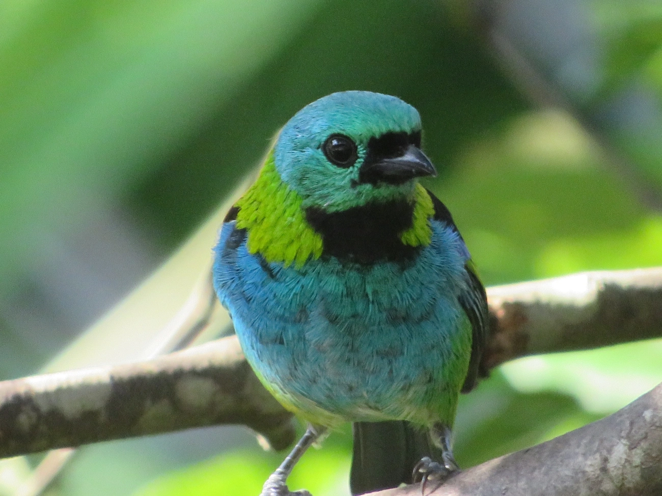 Saíra-sete-cores (Tangara seledon), aves, fotografado em Maresias, São Sebastião