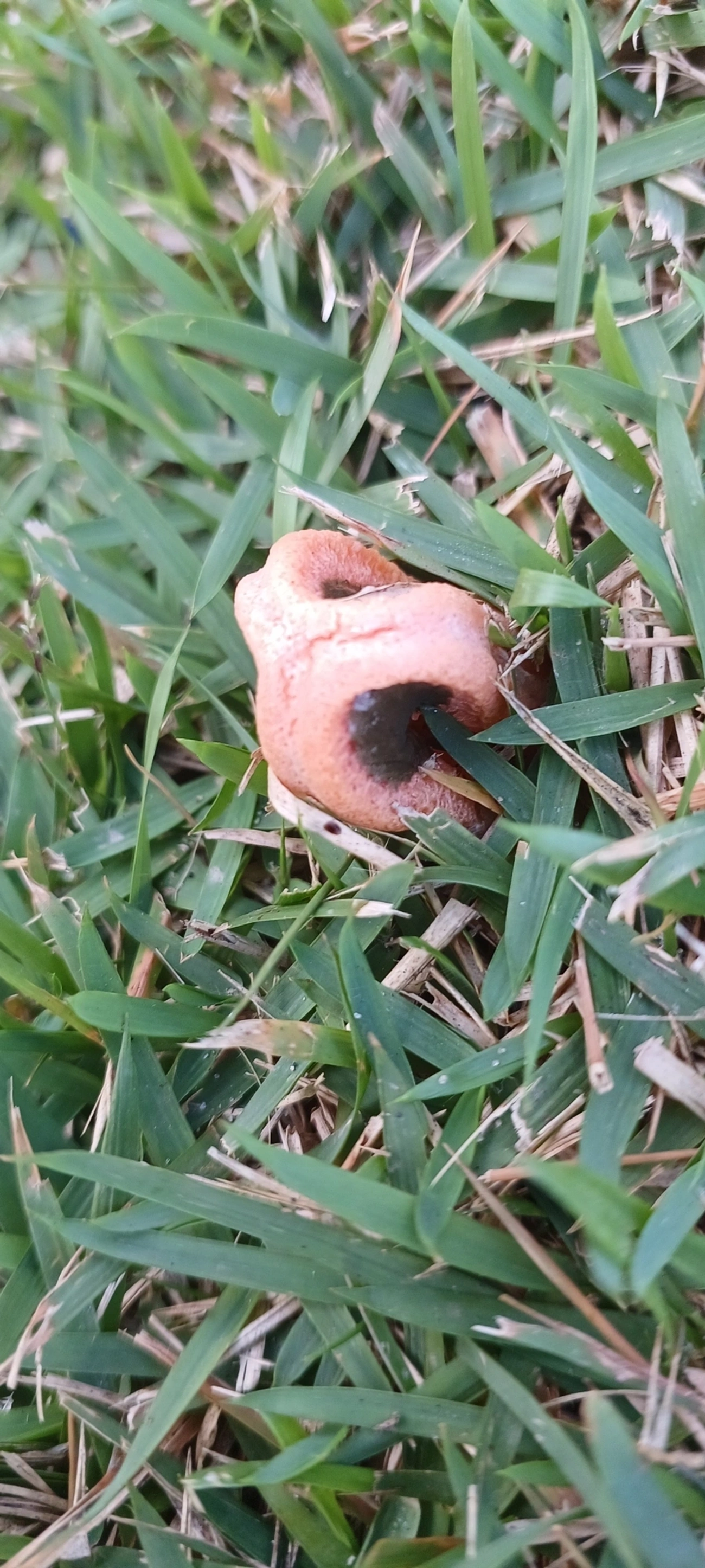 Cogumelo-fedorento-colunar (Clathrus columnatus), fungos, fotografado em Paúba, São Sebastião