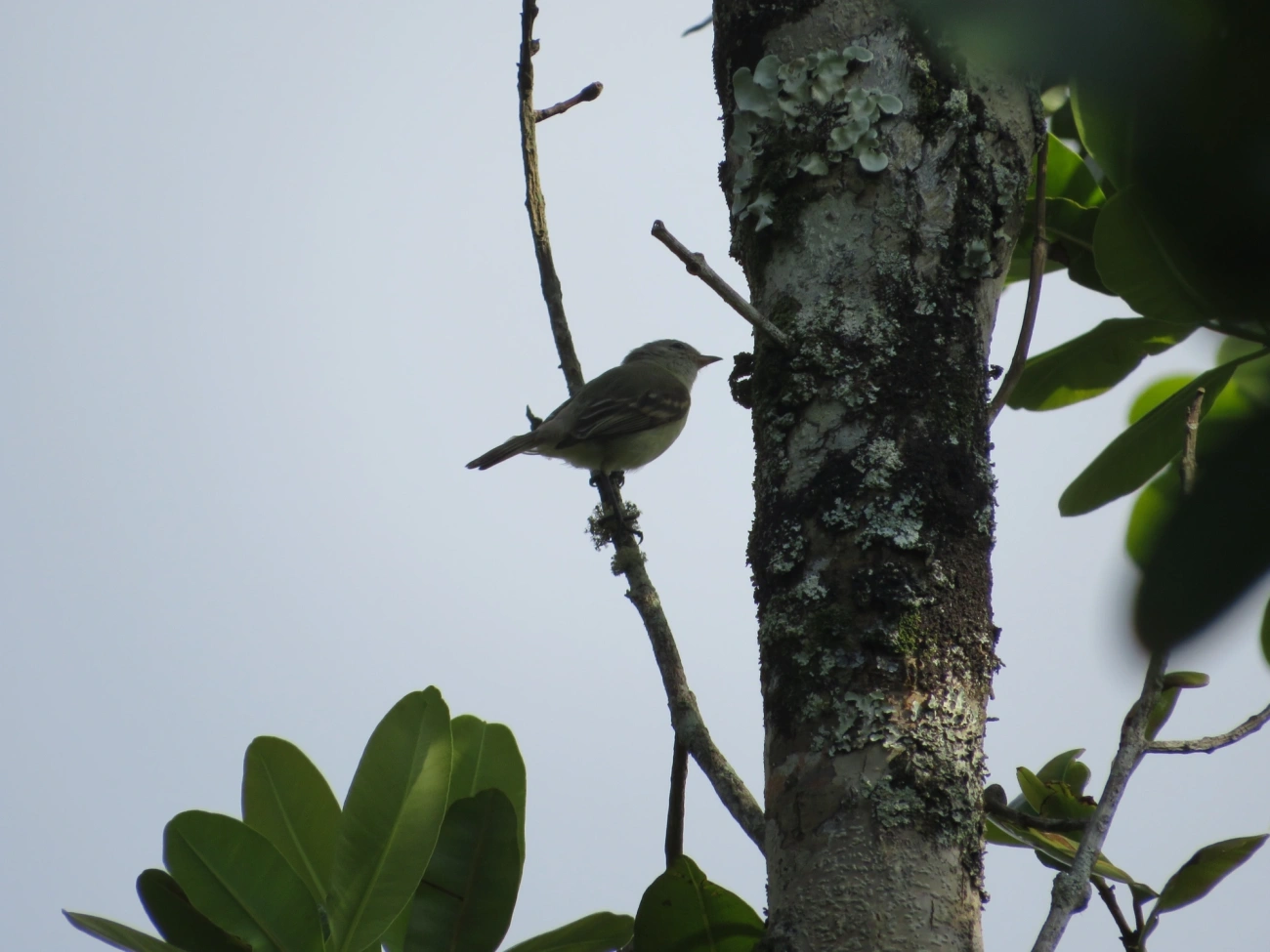 Risadinha (Camptostoma obsoletum), aves, fotografado em Maresias, São Sebastião