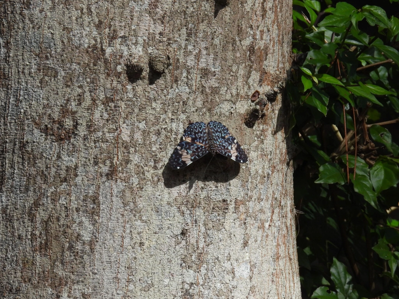Assenta-pau (Hamadryas amphinome), insetos, fotografado em Santa Branca