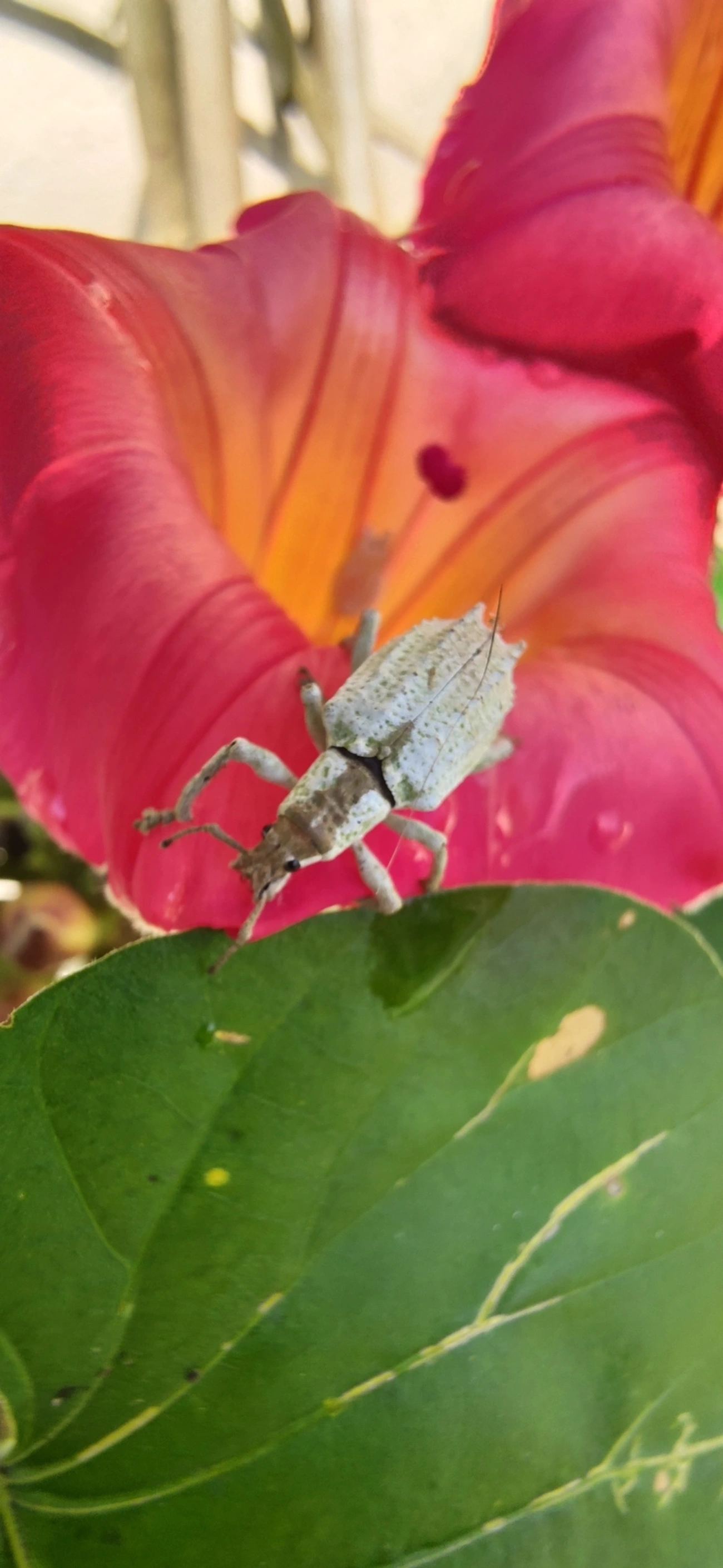 Gorgulho (Compsus niveus), insetos, fotografado em Maresias, São Sebastião