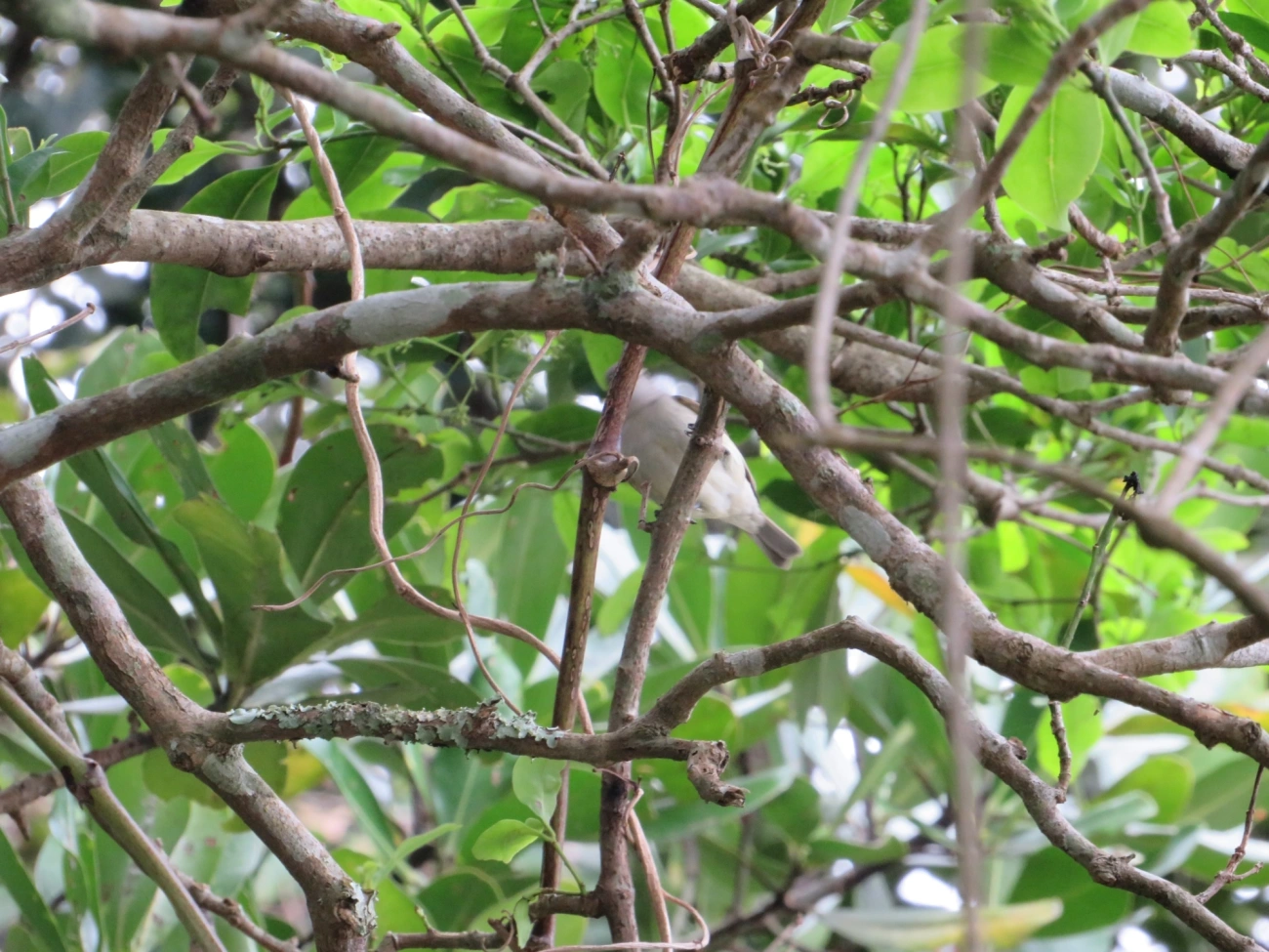 Risadinha (Camptostoma obsoletum), aves, fotografado em Maresias, São Sebastião