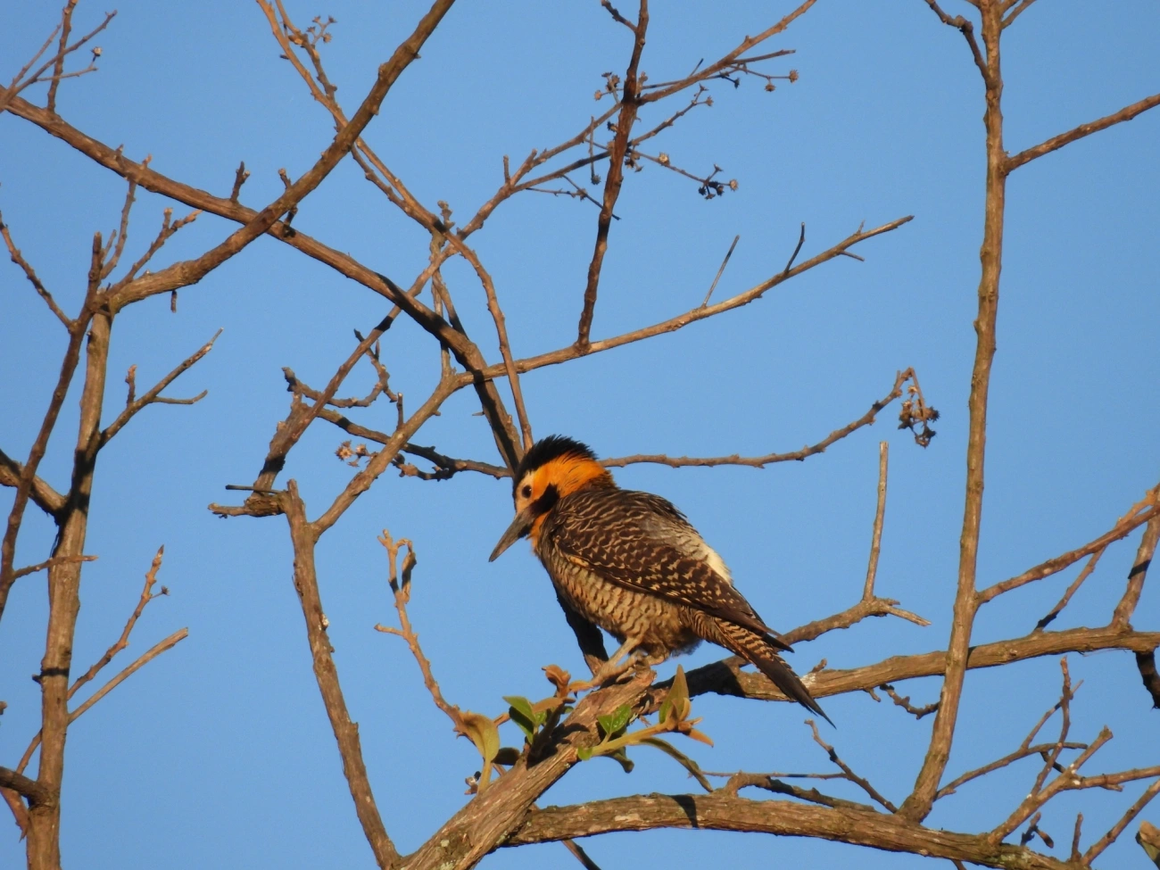 Pica-pau-do-campo (Colaptes campestris), aves, fotografado em Cunha