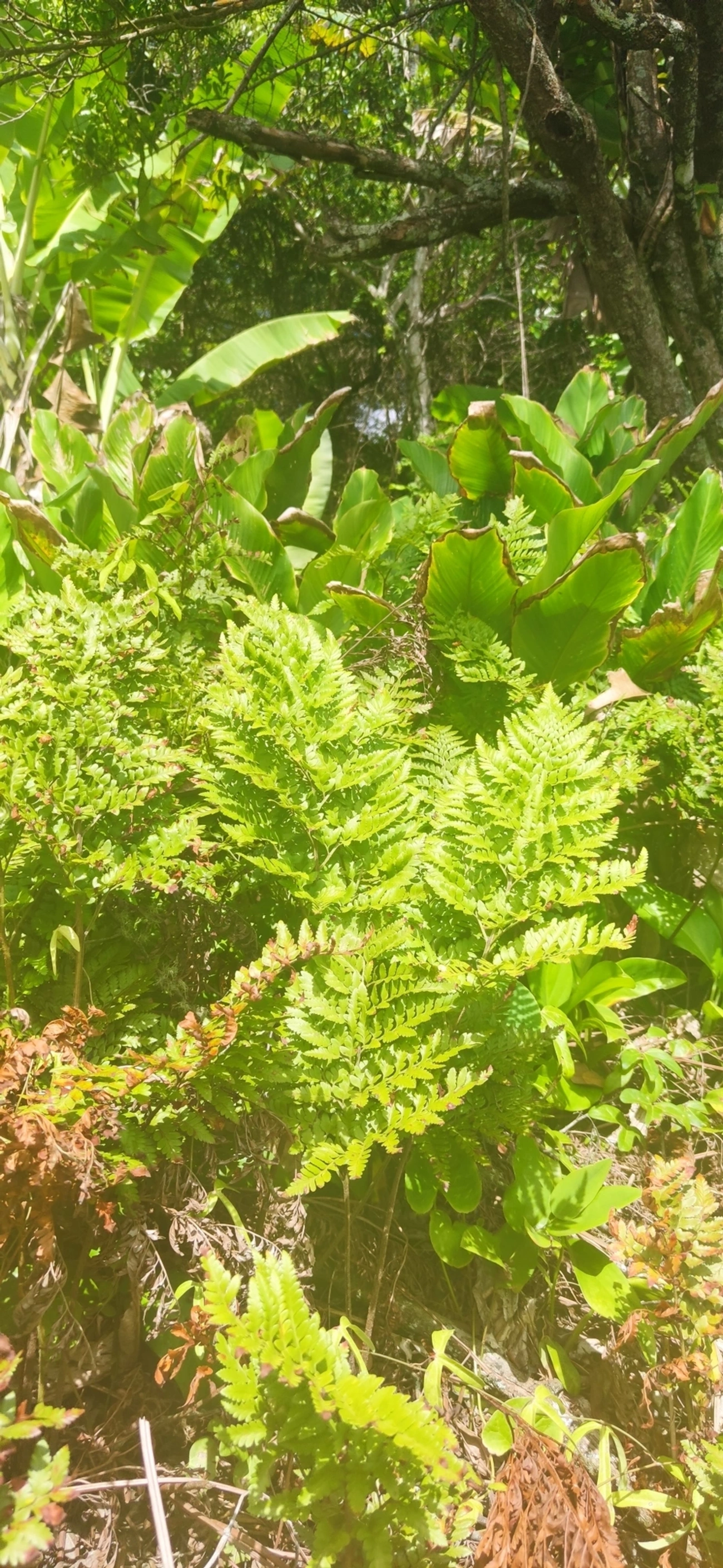 Samambaia-preta (Rumohra adiantiformis), plantas, fotografado em Maresias, São Sebastião