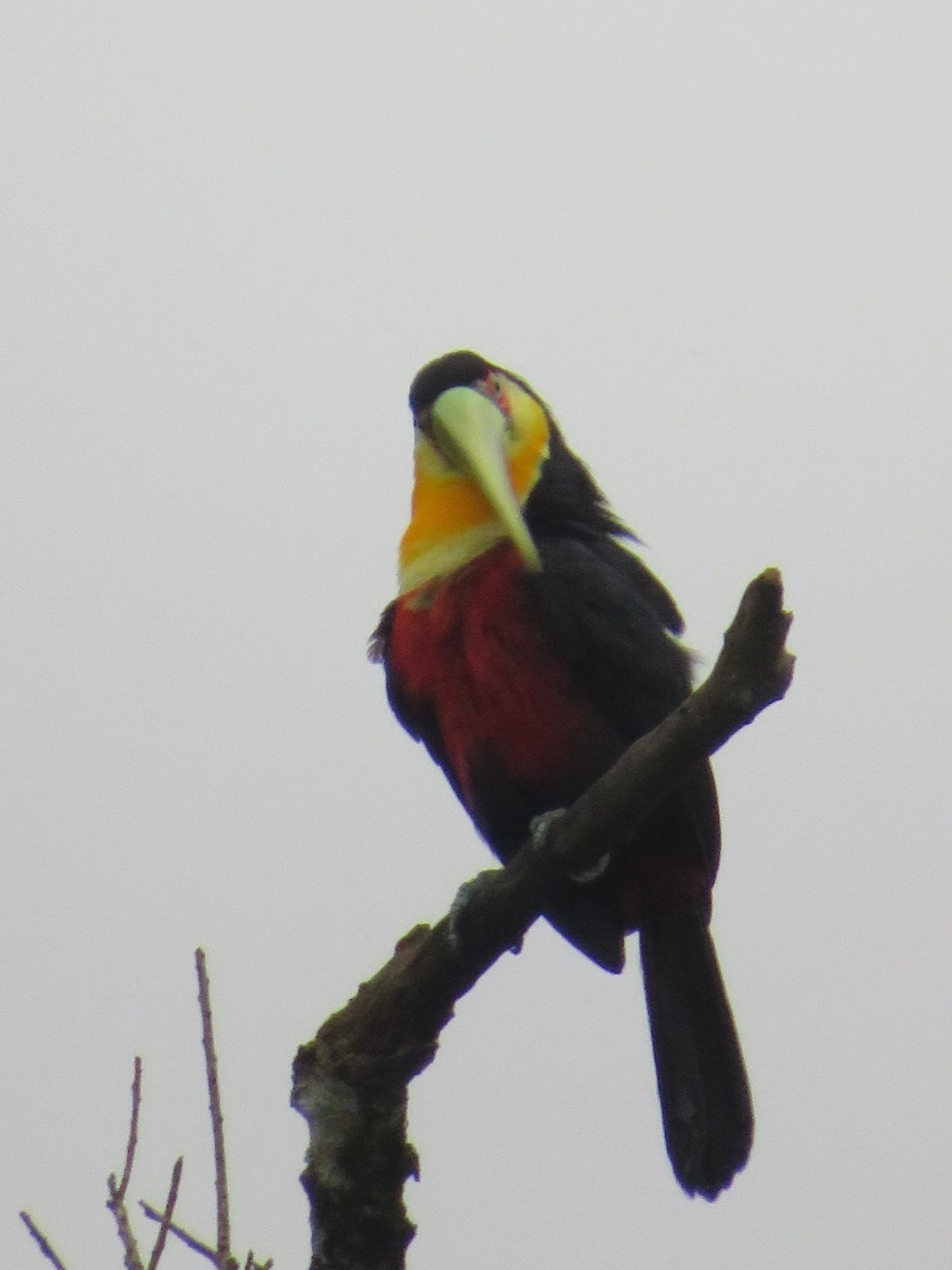 Tucano-de-bico-verde (Ramphastos dicolorus), aves, fotografado em Maresias, São Sebastião