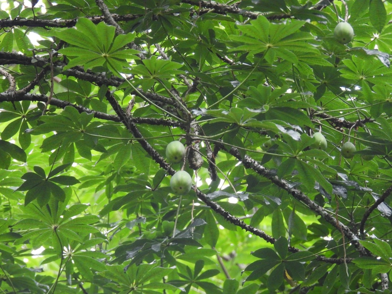 Jaracatiá (Jacaratia spinosa), plantas, fotografado em Boiçucanga, São Sebastião