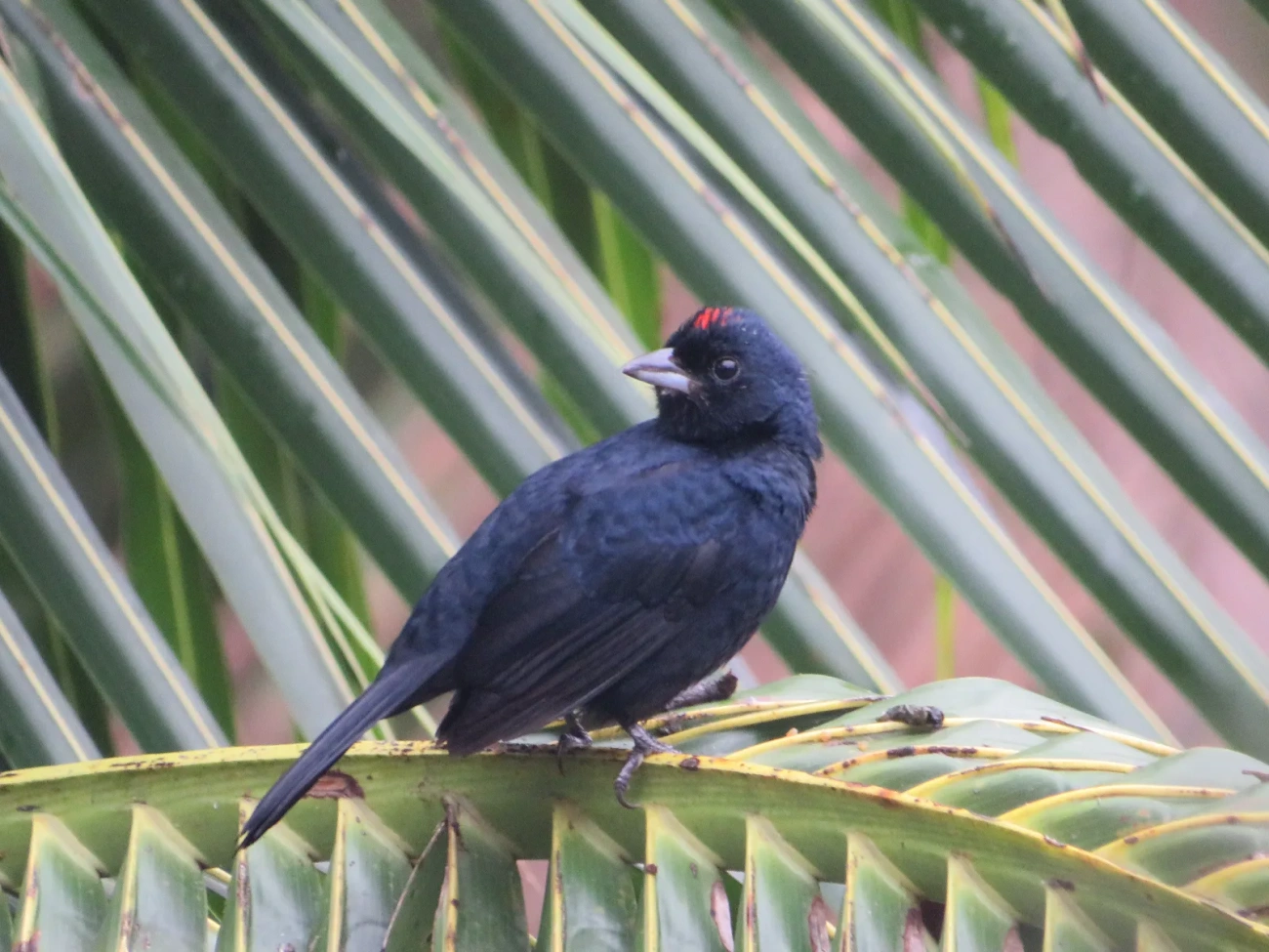 Tiê-preto (Tachyphonus coronatus), aves, fotografado em Maresias, São Sebastião