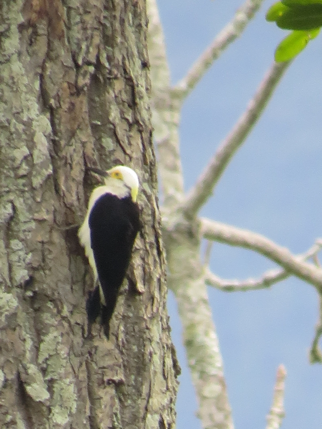 Pica-pau-branco (Melanerpes candidus), aves, fotografado em Maresias, São Sebastião