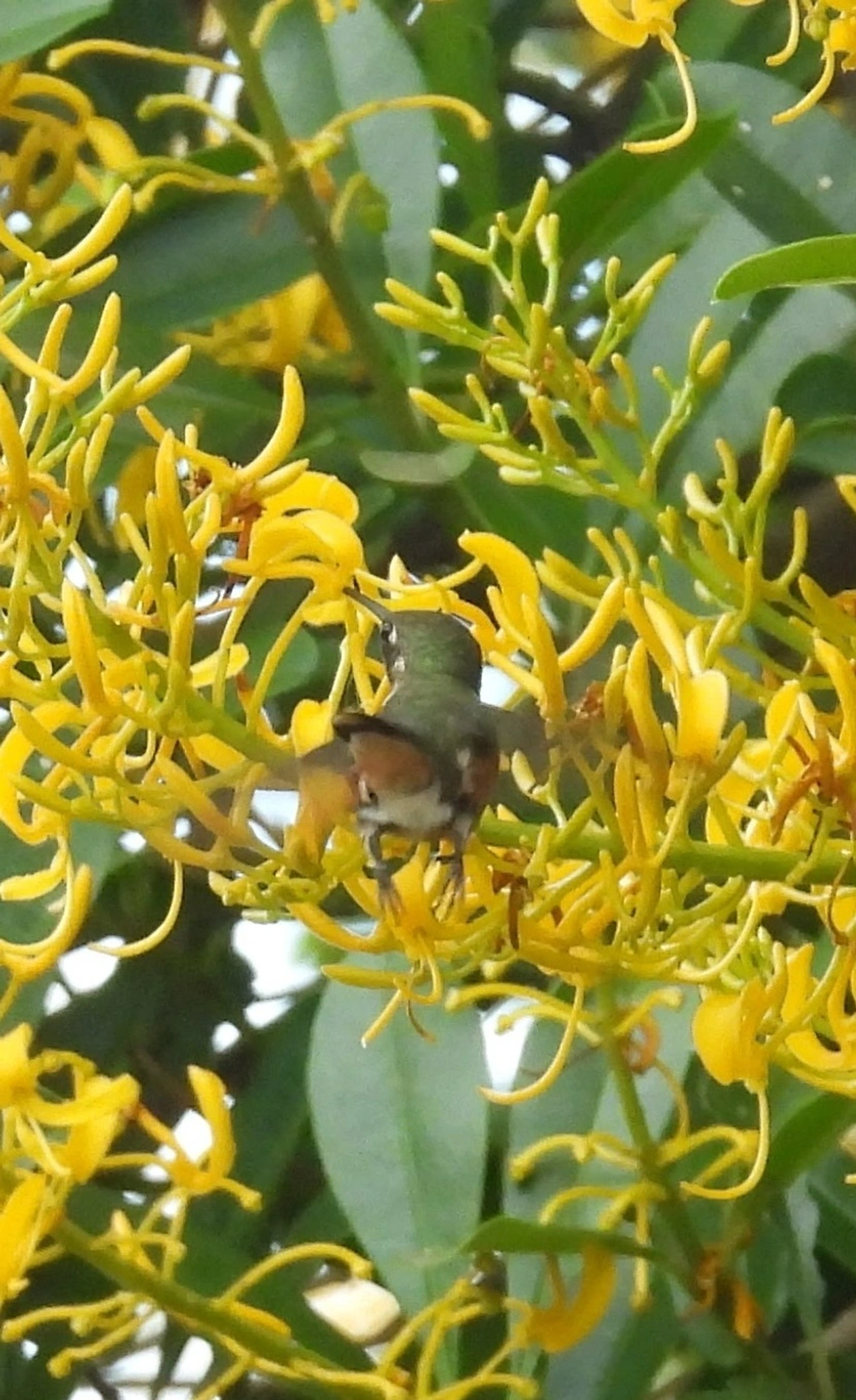 Estrelinha-ametista (Calliphlox amethystina), aves, fotografado em Guarulhos