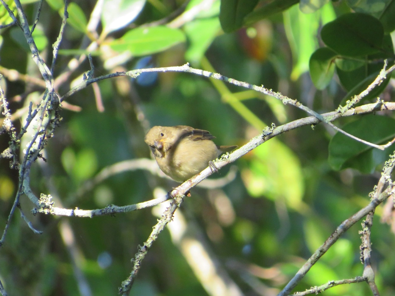 Caboclinhos e Papa-capins (Sporophila), aves, fotografado em Maresias, São Sebastião