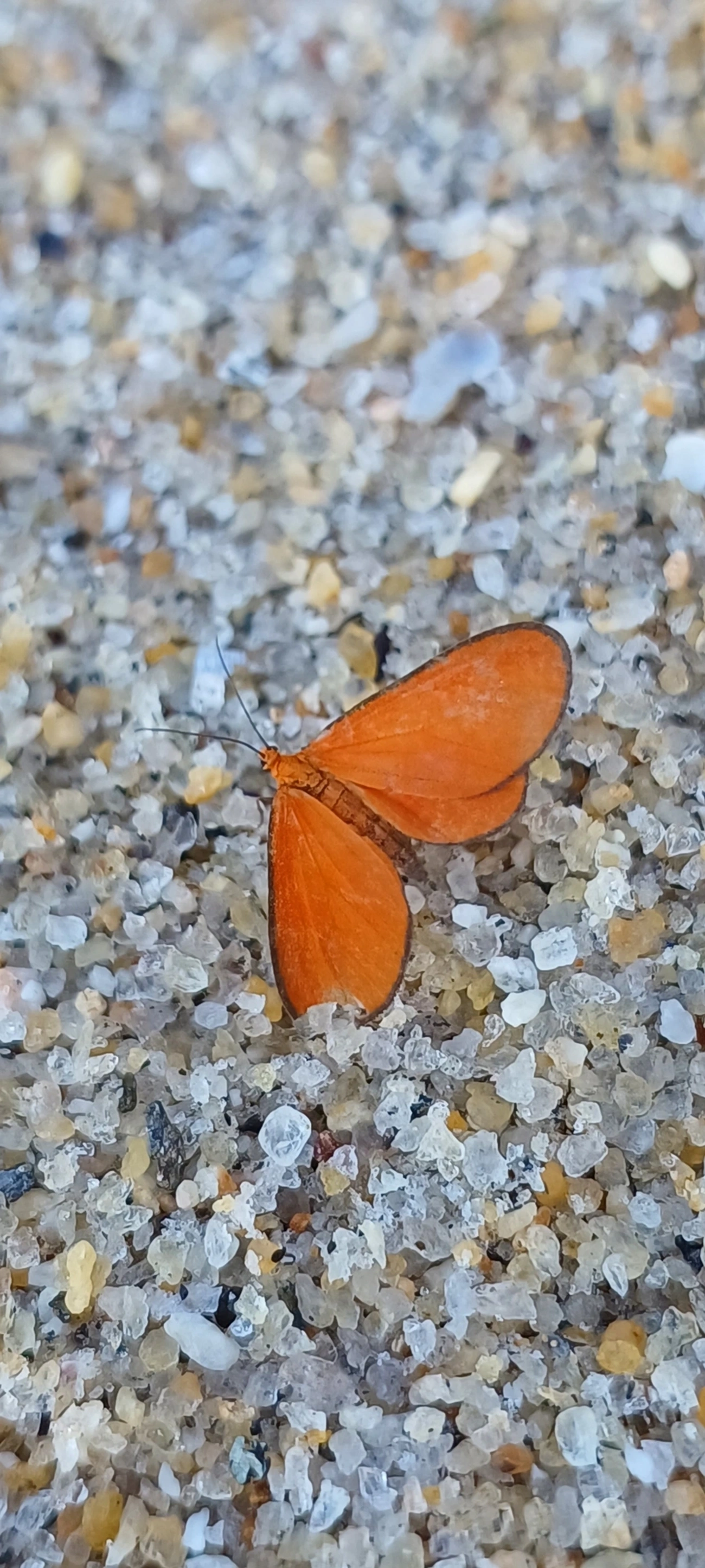 Eudulophasia, insetos, fotografado em Maresias, São Sebastião