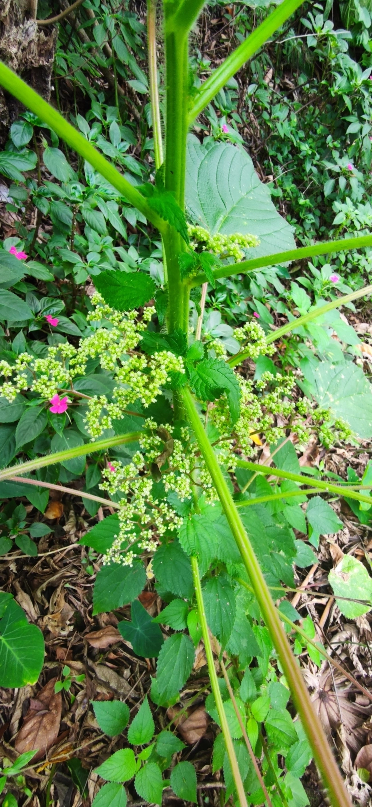 Urtiga-vermelha (Laportea aestuans), plantas, fotografado em Paúba, São Sebastião