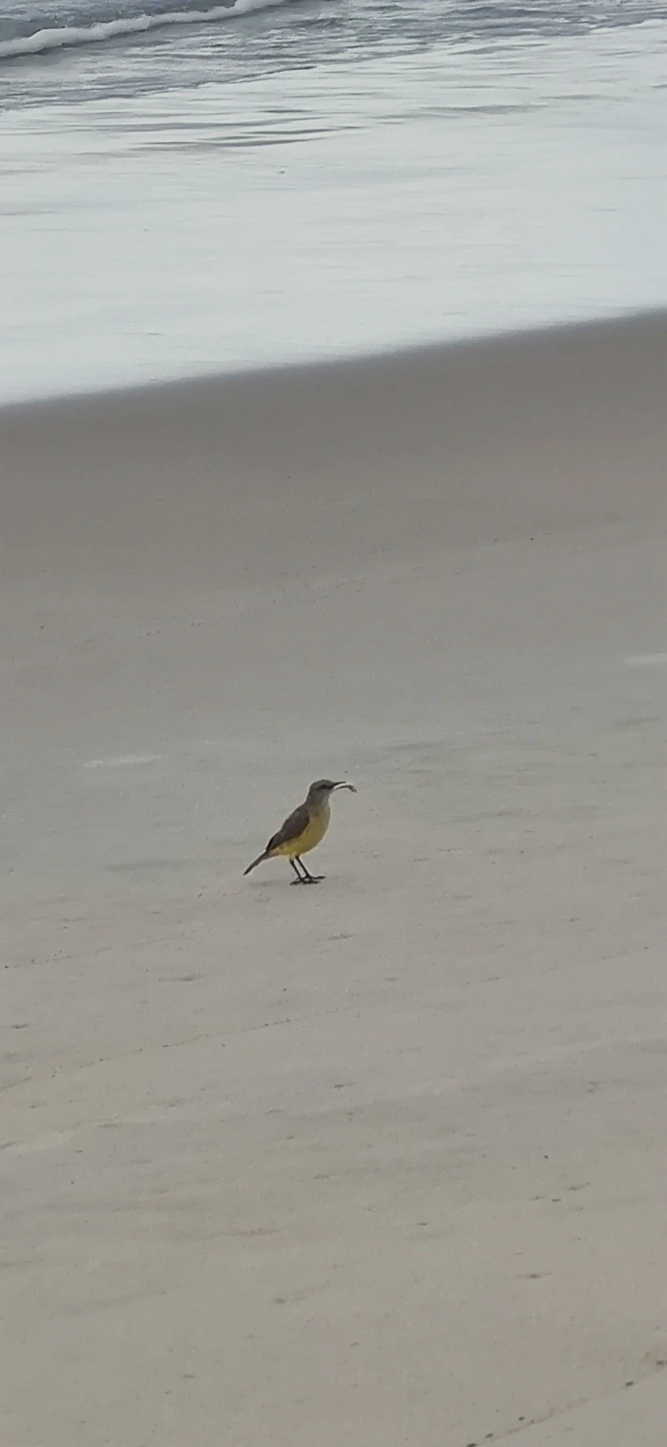 Suiriri-cavaleiro (Machetornis rixosa), aves, fotografado em Maresias, São Sebastião