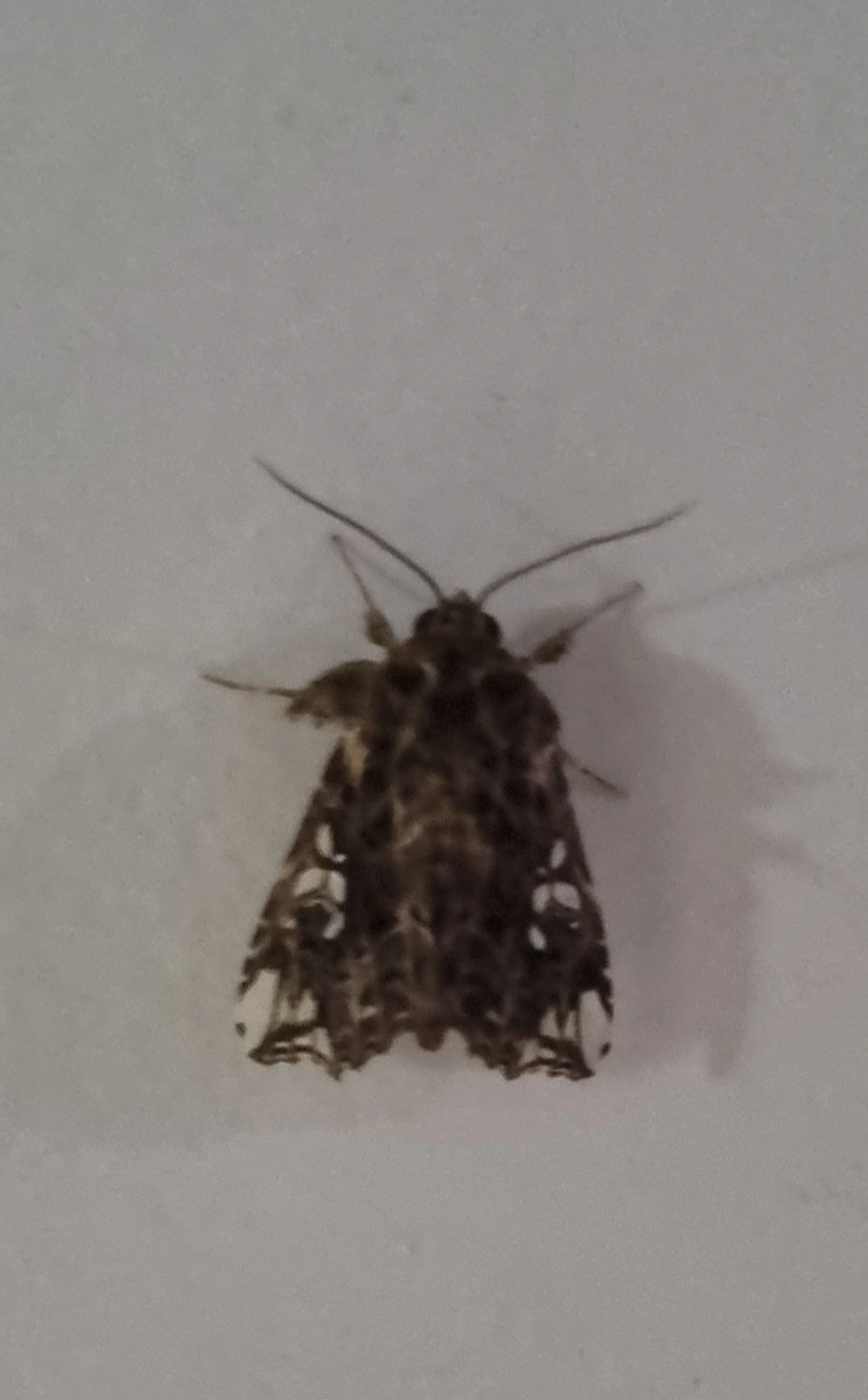 Argyrosticta, insetos, fotografado em Maresias, São Sebastião