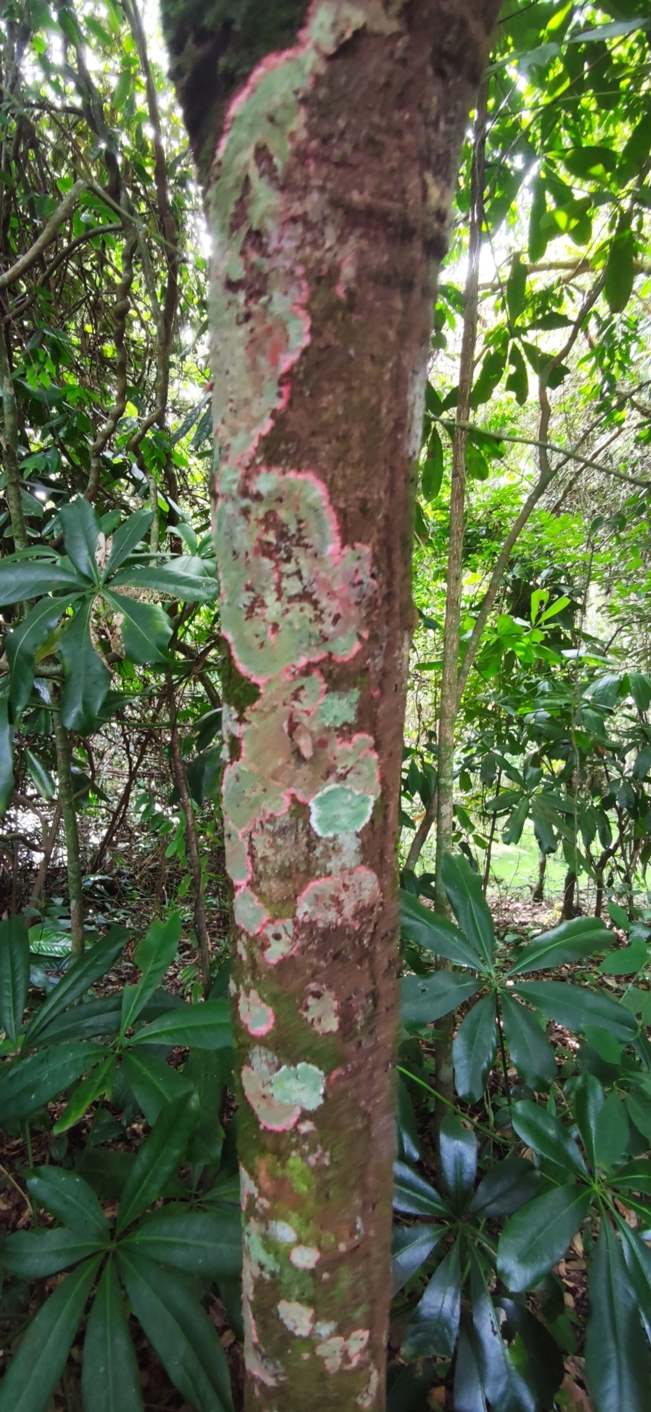 Ingarana (Jupunba trapezifolia micradenia), plantas, fotografado em Maresias, São Sebastião