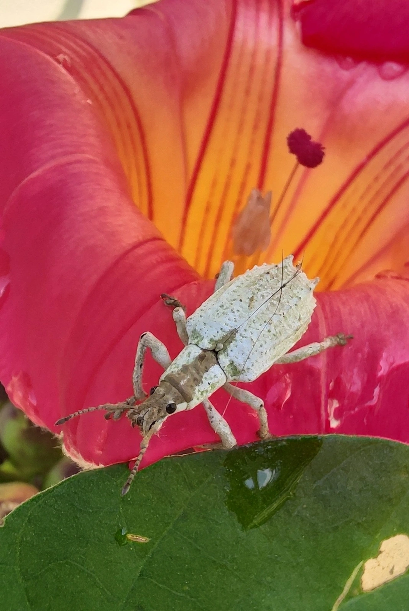 Gorgulho (Compsus niveus), insetos, fotografado em Maresias, São Sebastião
