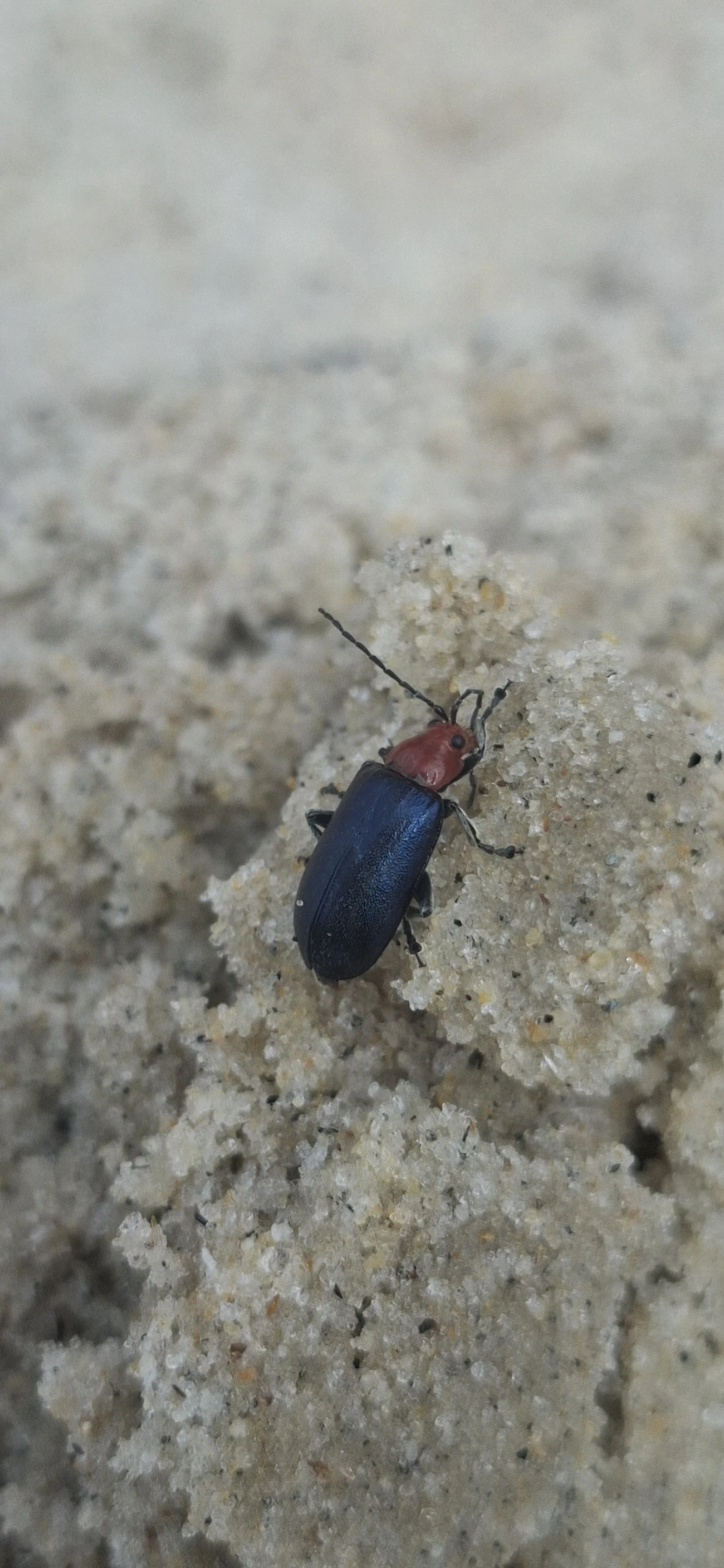 Cacoscelis, insetos, fotografado em São Sebastião