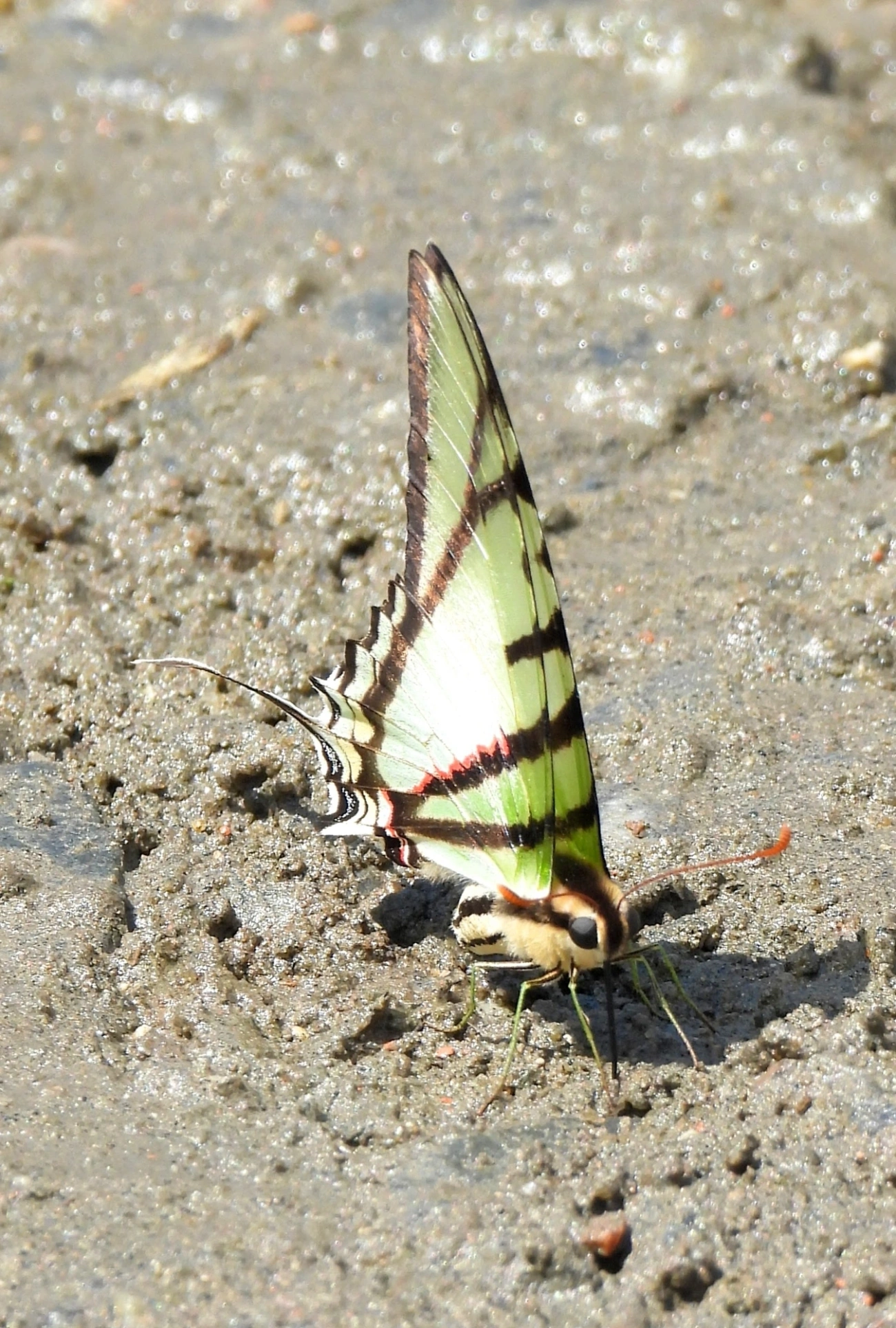 Rabo-de-andorinha-de-manchas-amarelas (Eurytides telesilaus), insetos, fotografado em Maresias, São Sebastião