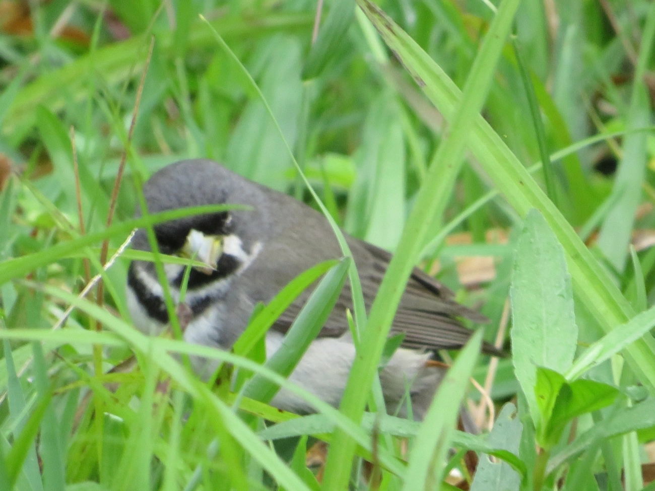 Coleirinho (Sporophila caerulescens), aves, fotografado em Maresias, São Sebastião