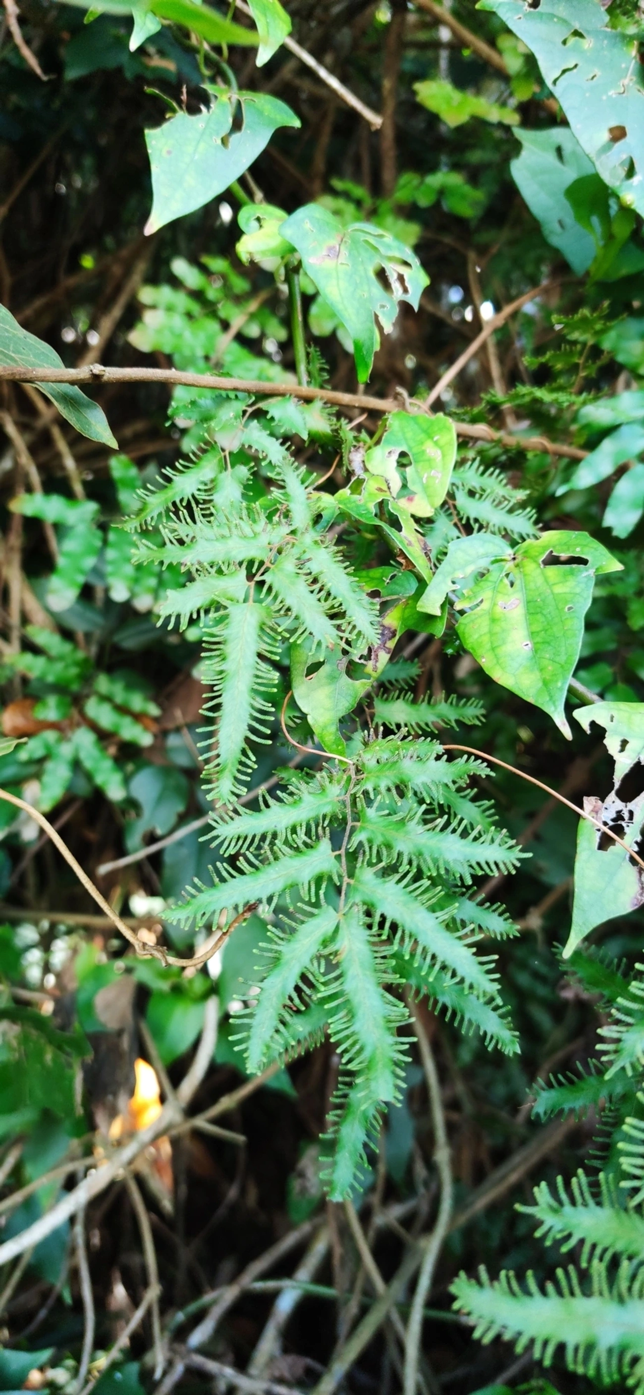 Lygodium, plantas, fotografado em Caraguatatuba