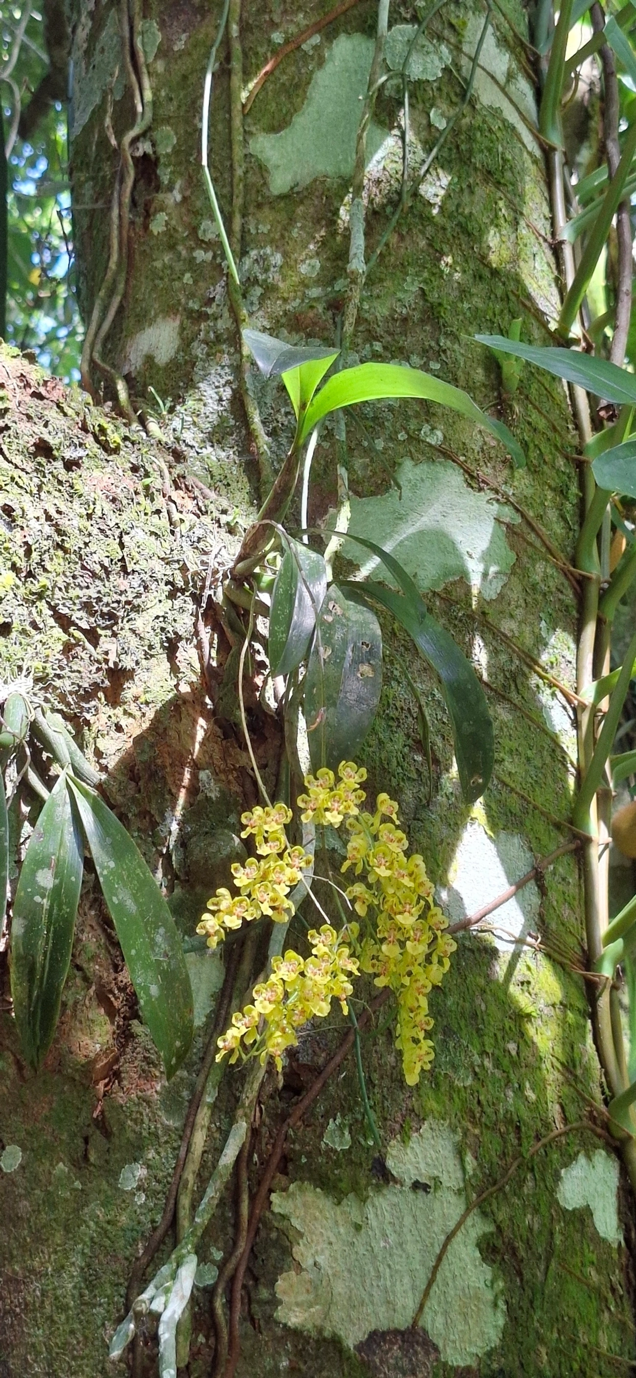 Gomesa cornigera, plantas, fotografado em Paúba, São Sebastião