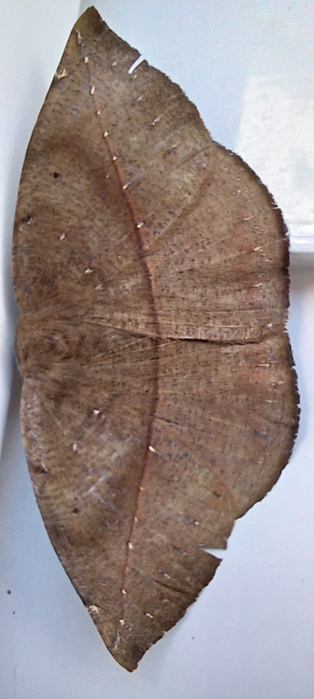Borboletas e traças (Lepidoptera), insetos, fotografado em Maresias, São Sebastião