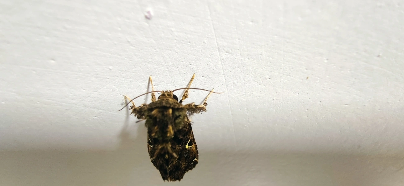 Argyrosticta decumana, insetos, fotografado em Maresias, São Sebastião