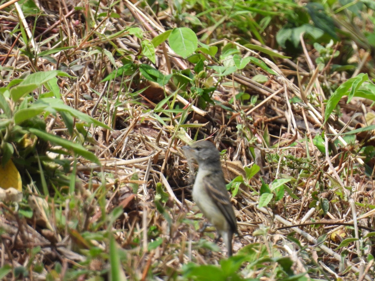 Risadinha (Camptostoma obsoletum), aves, fotografado em Rodovia BR 354, Itamonte